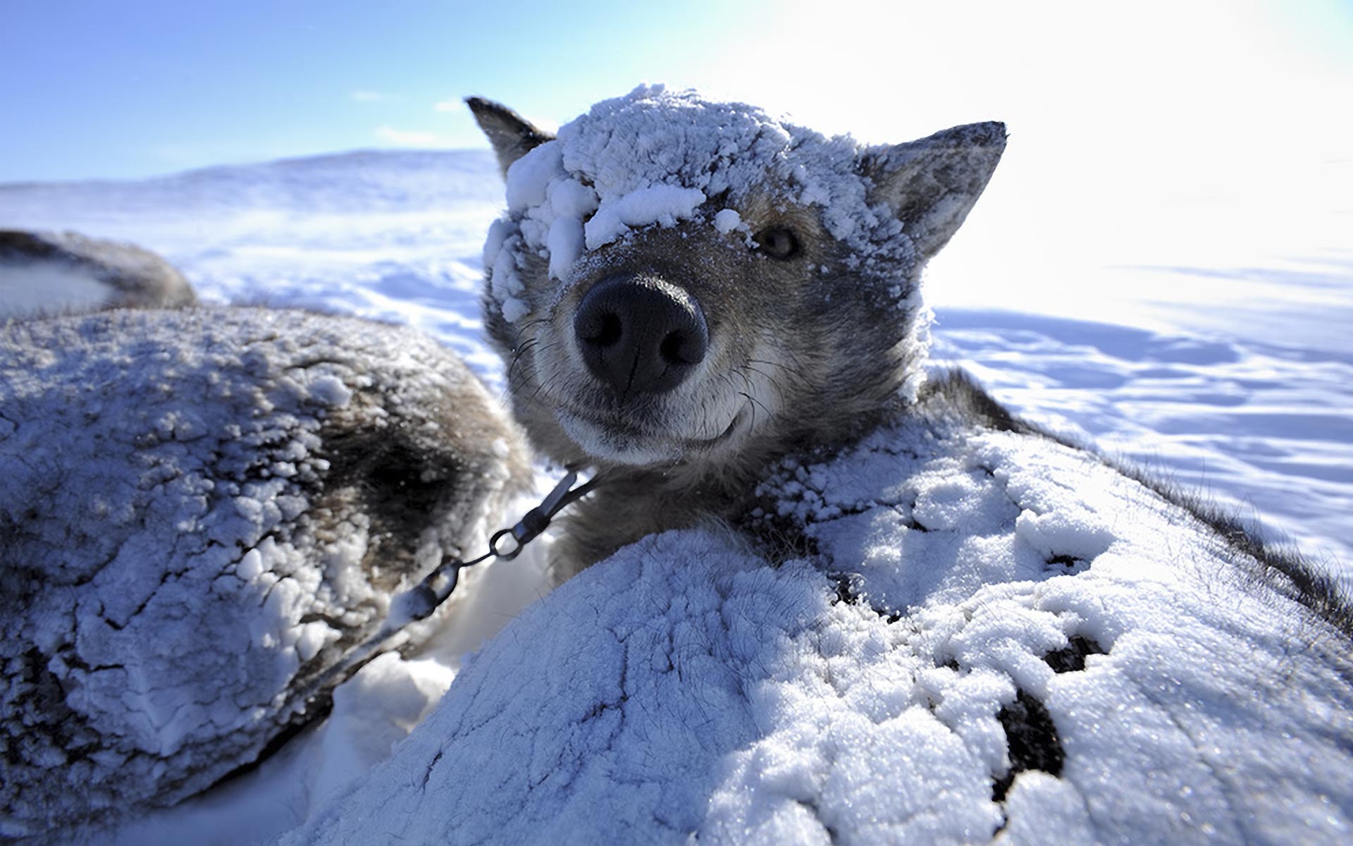 Descarga gratuita de fondo de pantalla para móvil de Animales, Nieve, Perro.