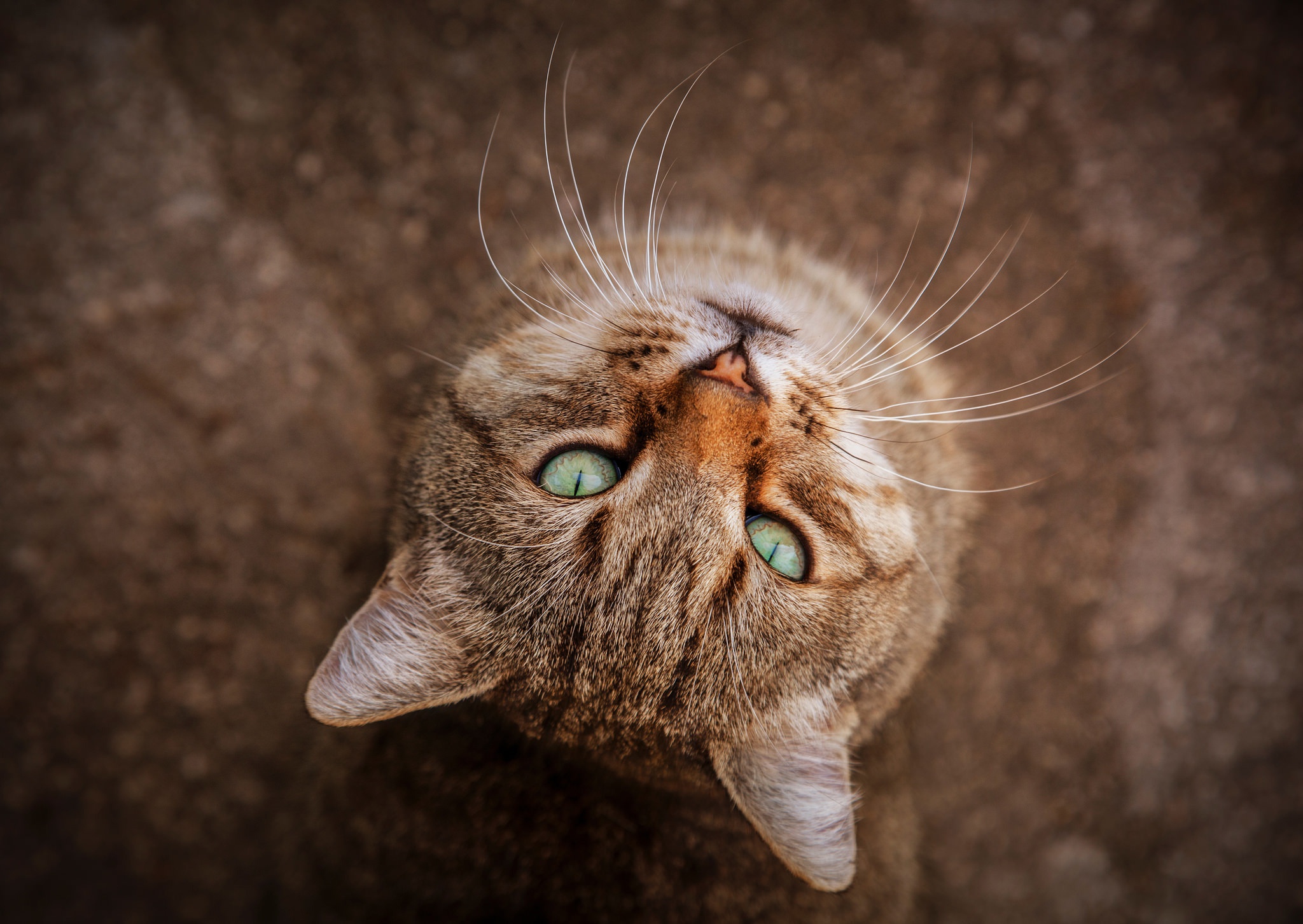 Baixe gratuitamente a imagem Animais, Gatos, Gato na área de trabalho do seu PC