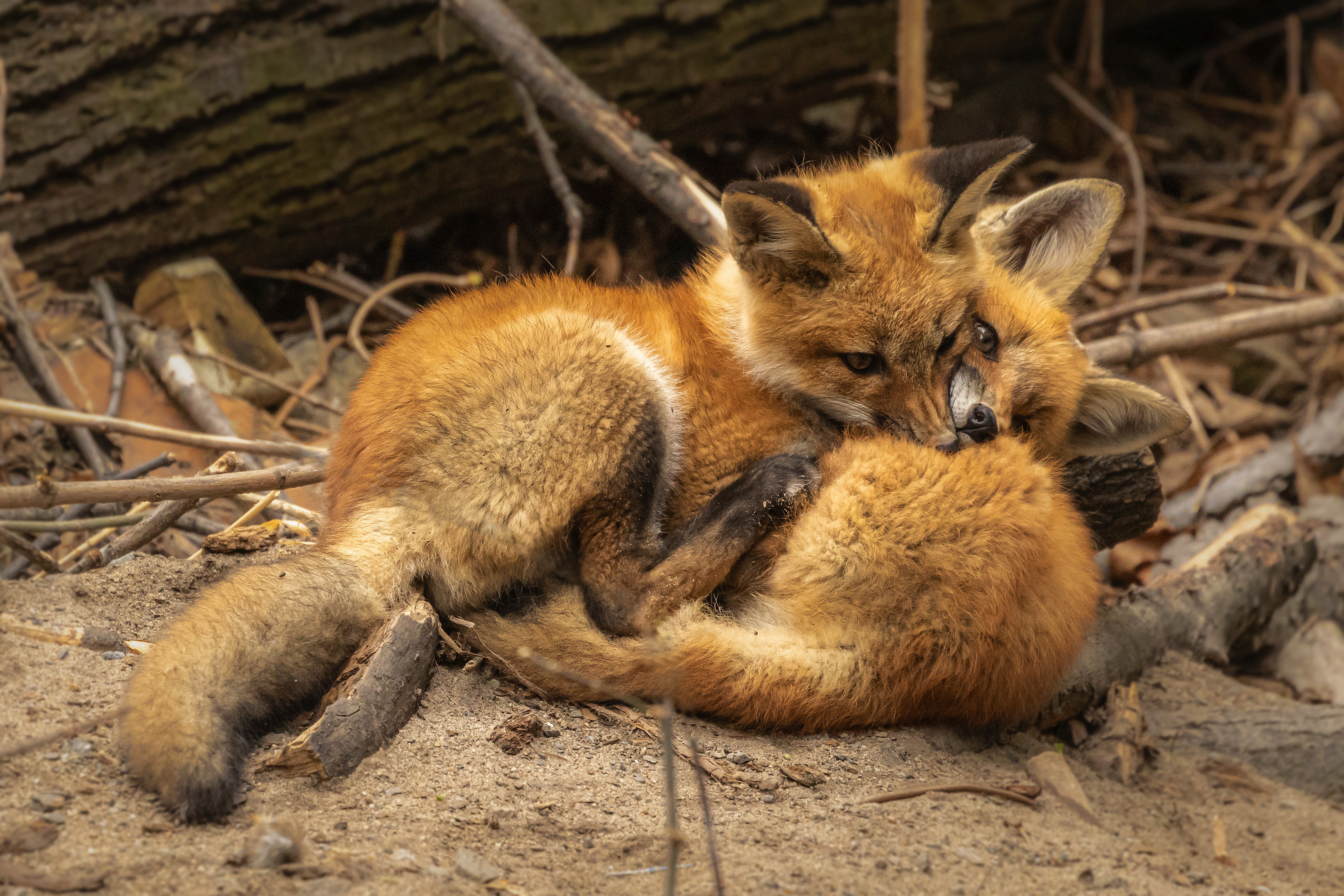 PCデスクトップに動物, 狐画像を無料でダウンロード