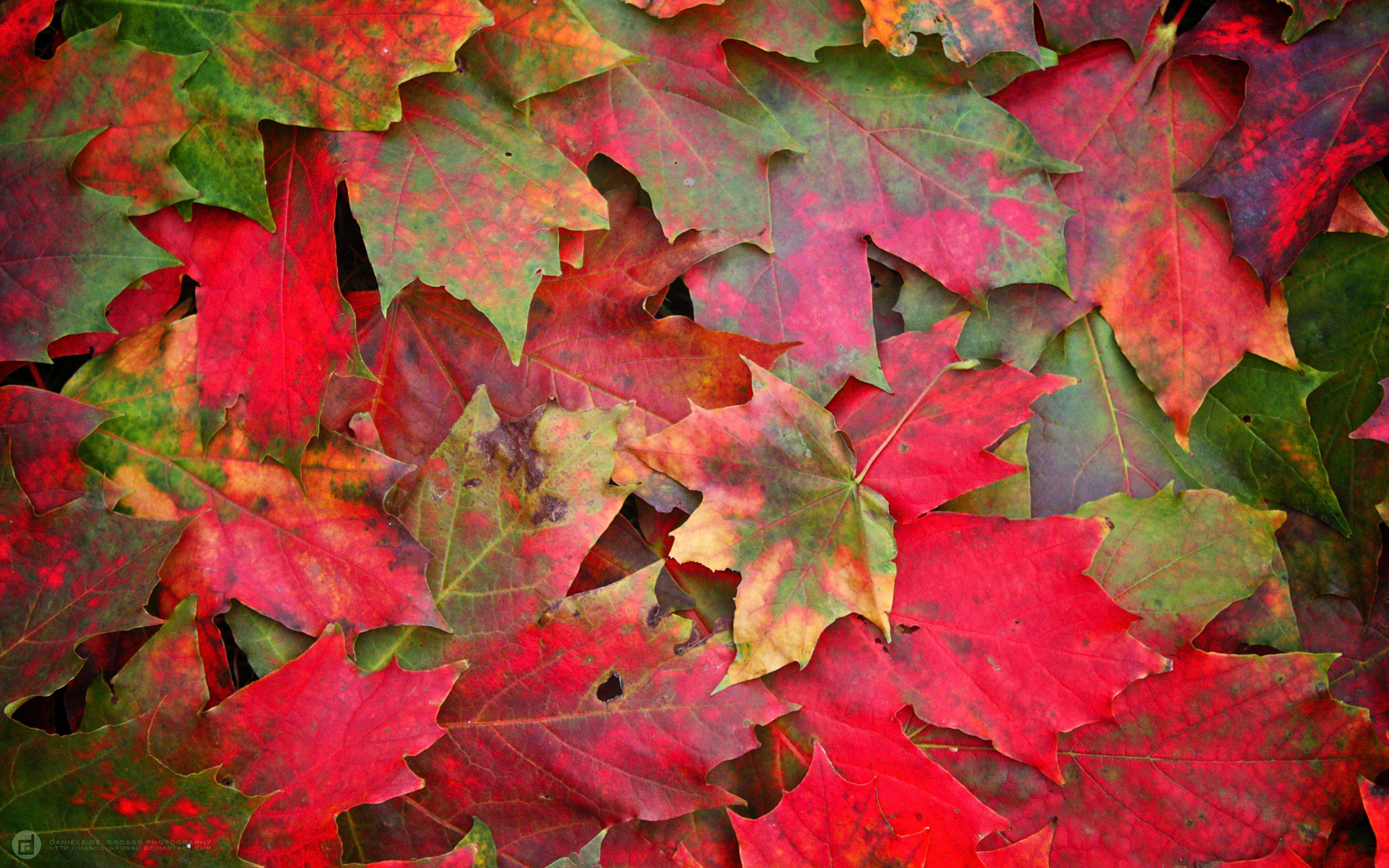 Скачать картинку Лист, Шаблоны, Красный, Осень, Земля/природа в телефон бесплатно.