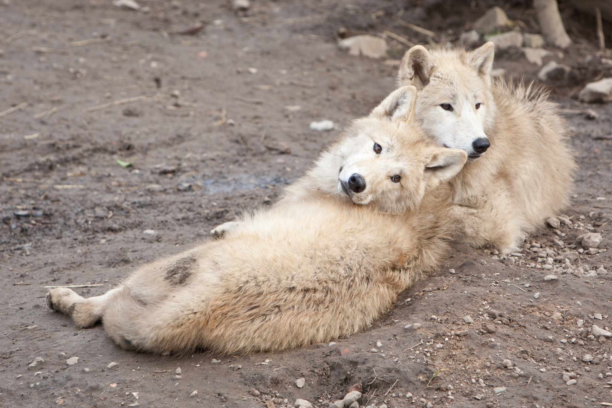 PCデスクトップに動物, オオカミ, 狼画像を無料でダウンロード