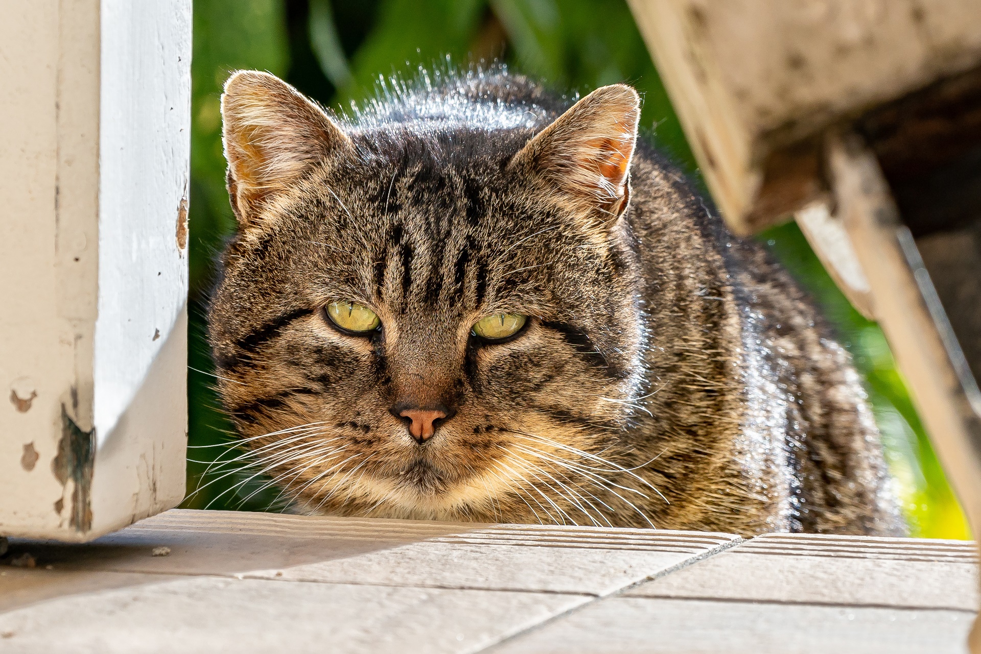 Baixe gratuitamente a imagem Animais, Gatos, Gato na área de trabalho do seu PC