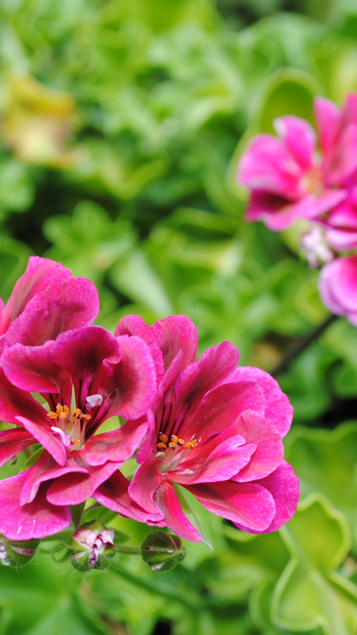 Descarga gratuita de fondo de pantalla para móvil de Flores, Flor, Tierra/naturaleza.