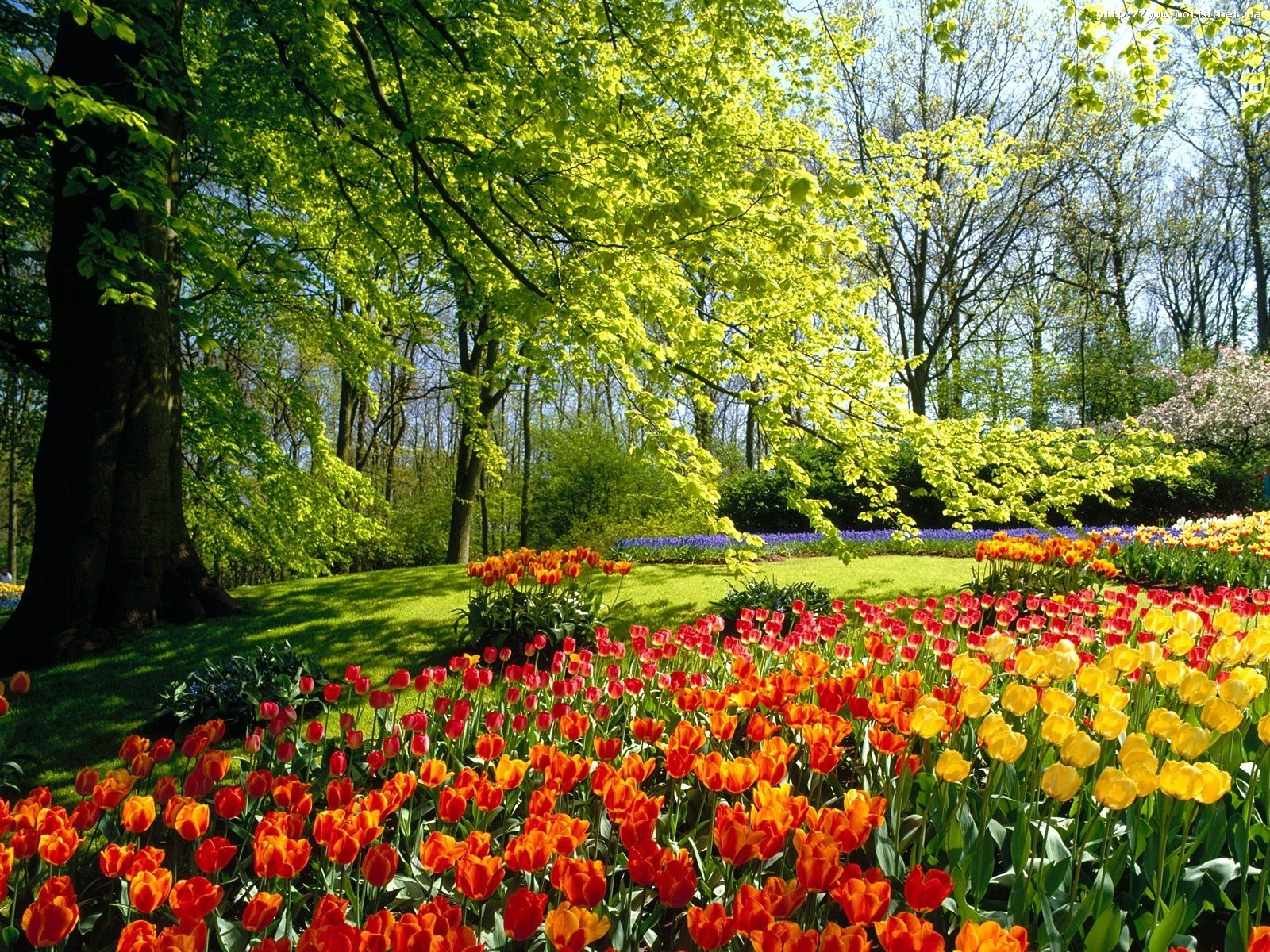 Скачать обои бесплатно Пейзаж, Цветы, Растения, Тюльпаны картинка на рабочий стол ПК
