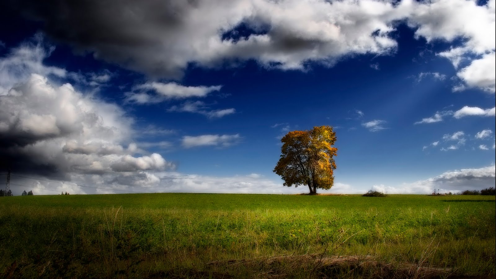 Download mobile wallpaper Tree, Earth for free.