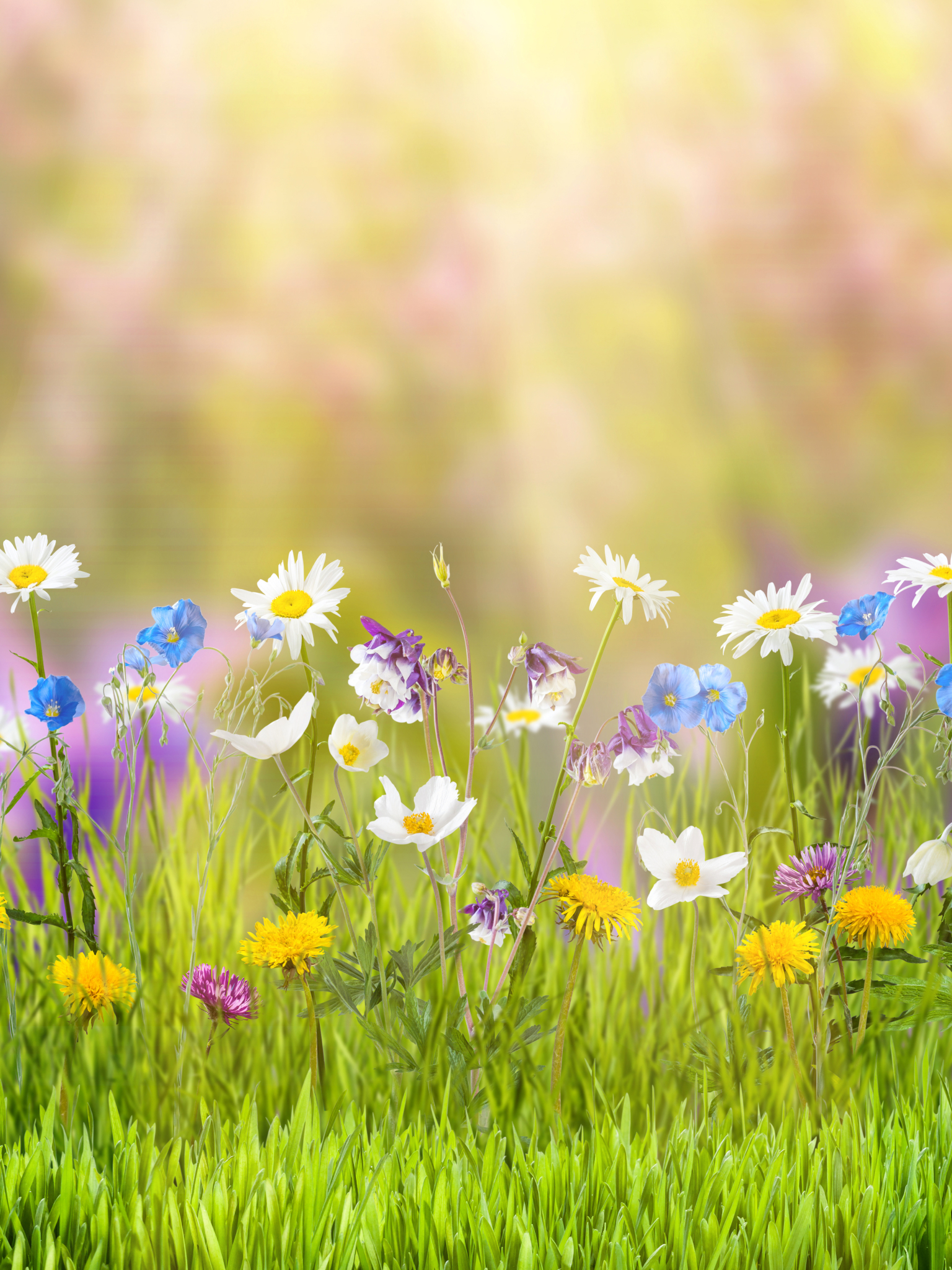 Baixar papel de parede para celular de Natureza, Grama, Flor, Primavera, Ensolarado, Flor Amarela, Flor Branca, Terra/natureza gratuito.