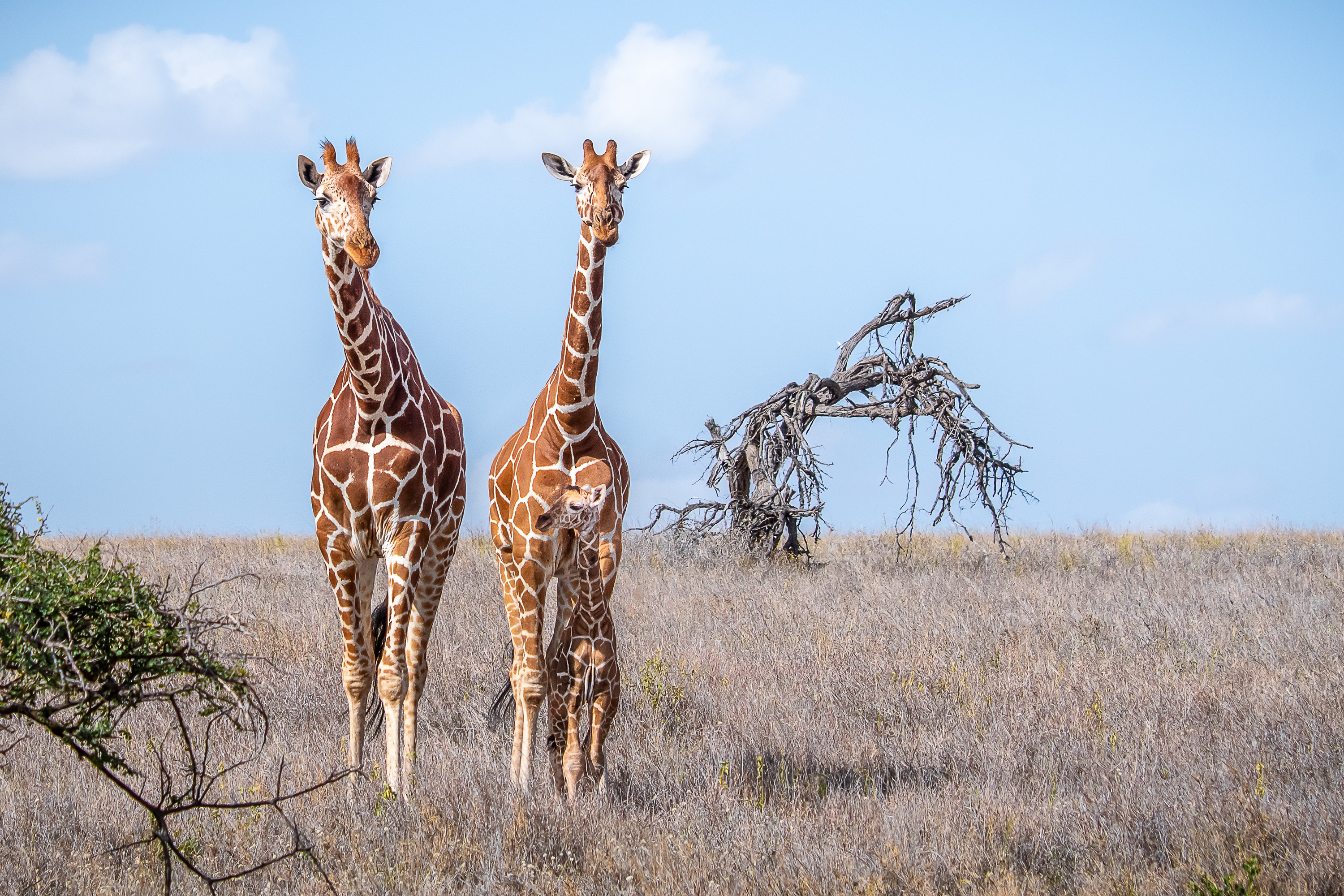 Téléchargez des papiers peints mobile Animaux, Girafe, Savane, Bébé Animal gratuitement.