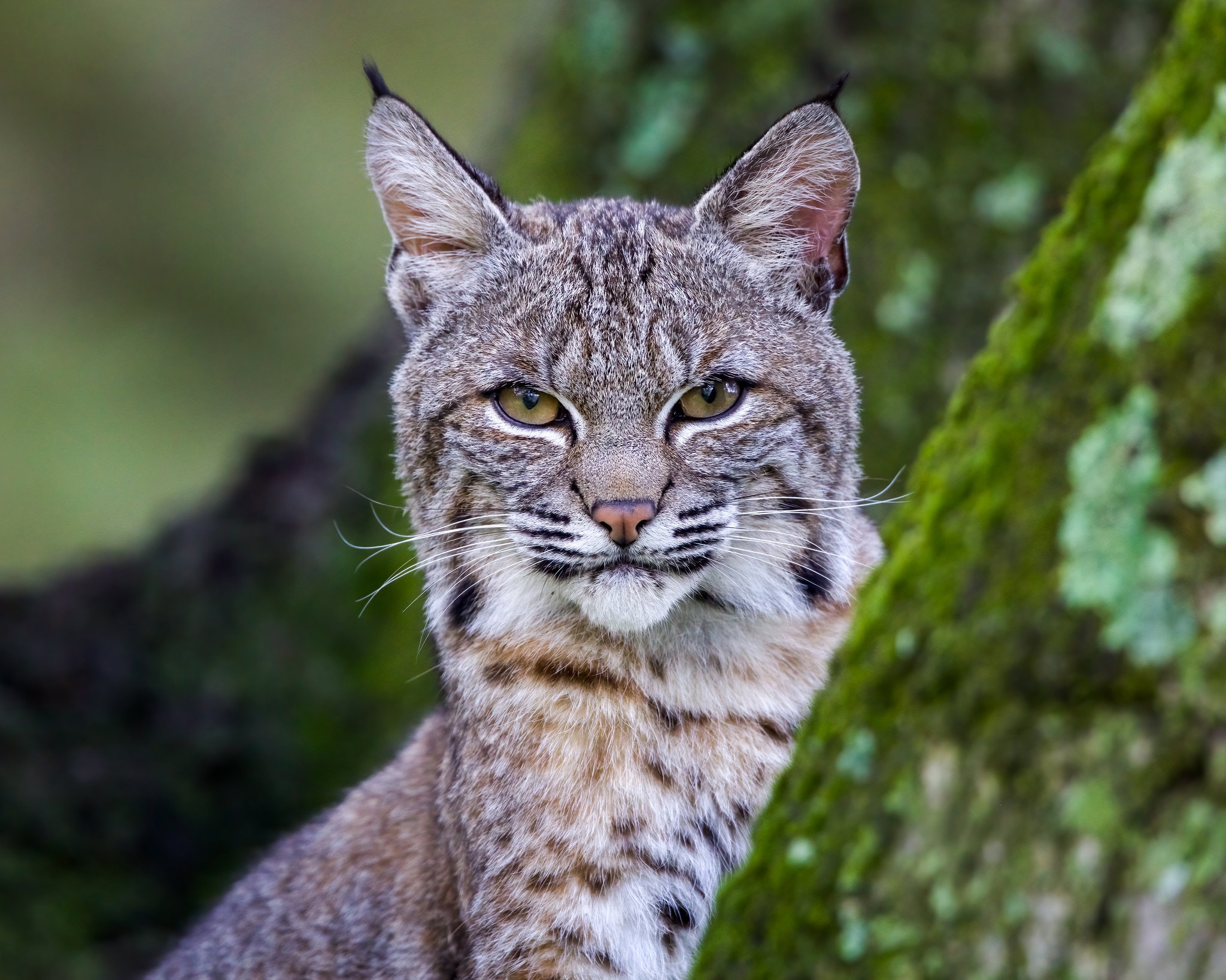 Free download wallpaper Cats, Animal, Lynx, Stare on your PC desktop