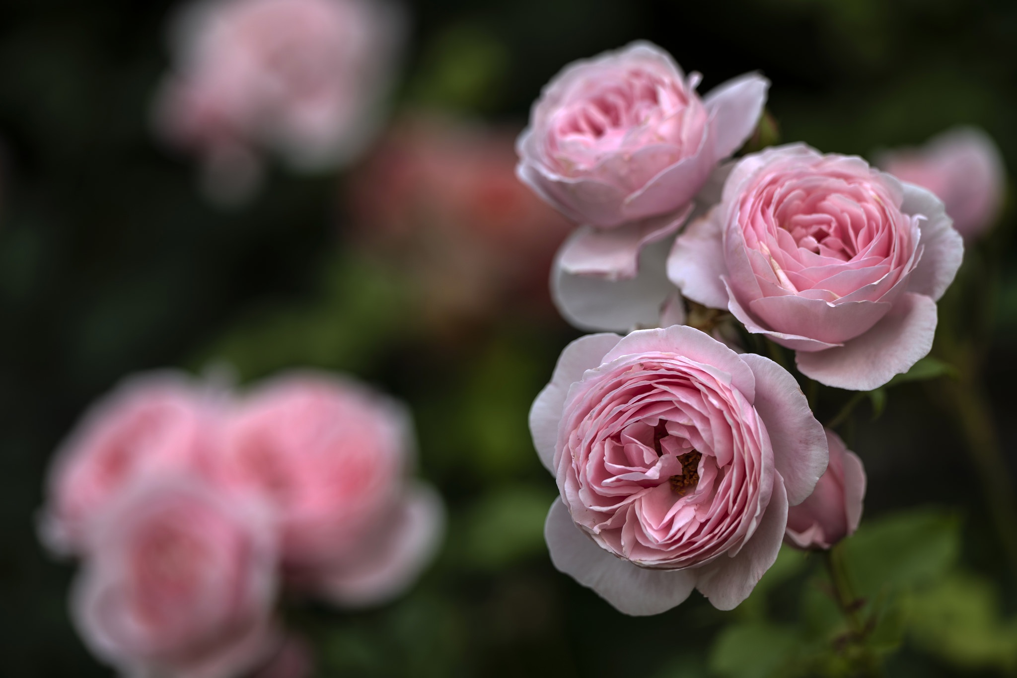Laden Sie das Natur, Blumen, Blume, Makro, Rose, Erde/natur, Pinke Blume-Bild kostenlos auf Ihren PC-Desktop herunter