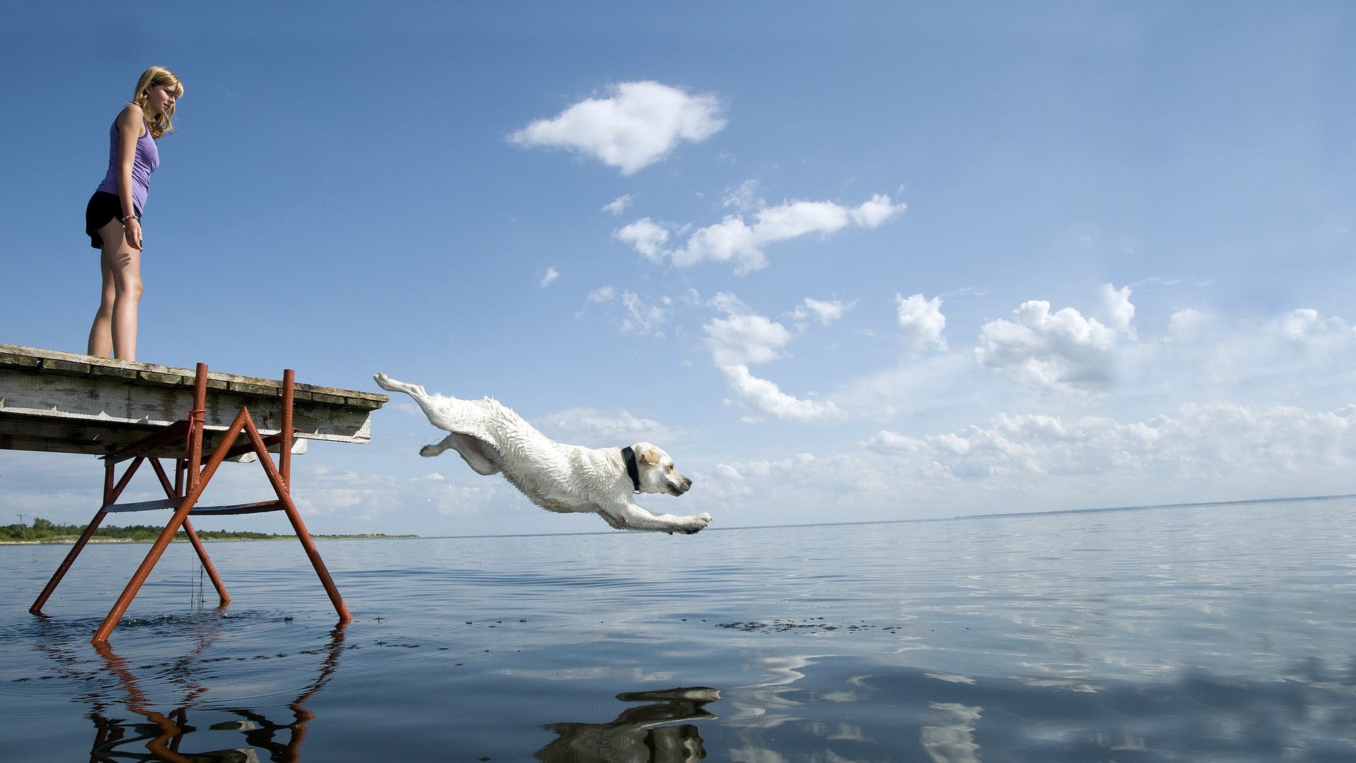 Free download wallpaper Dogs, Water, Dog, Animal on your PC desktop