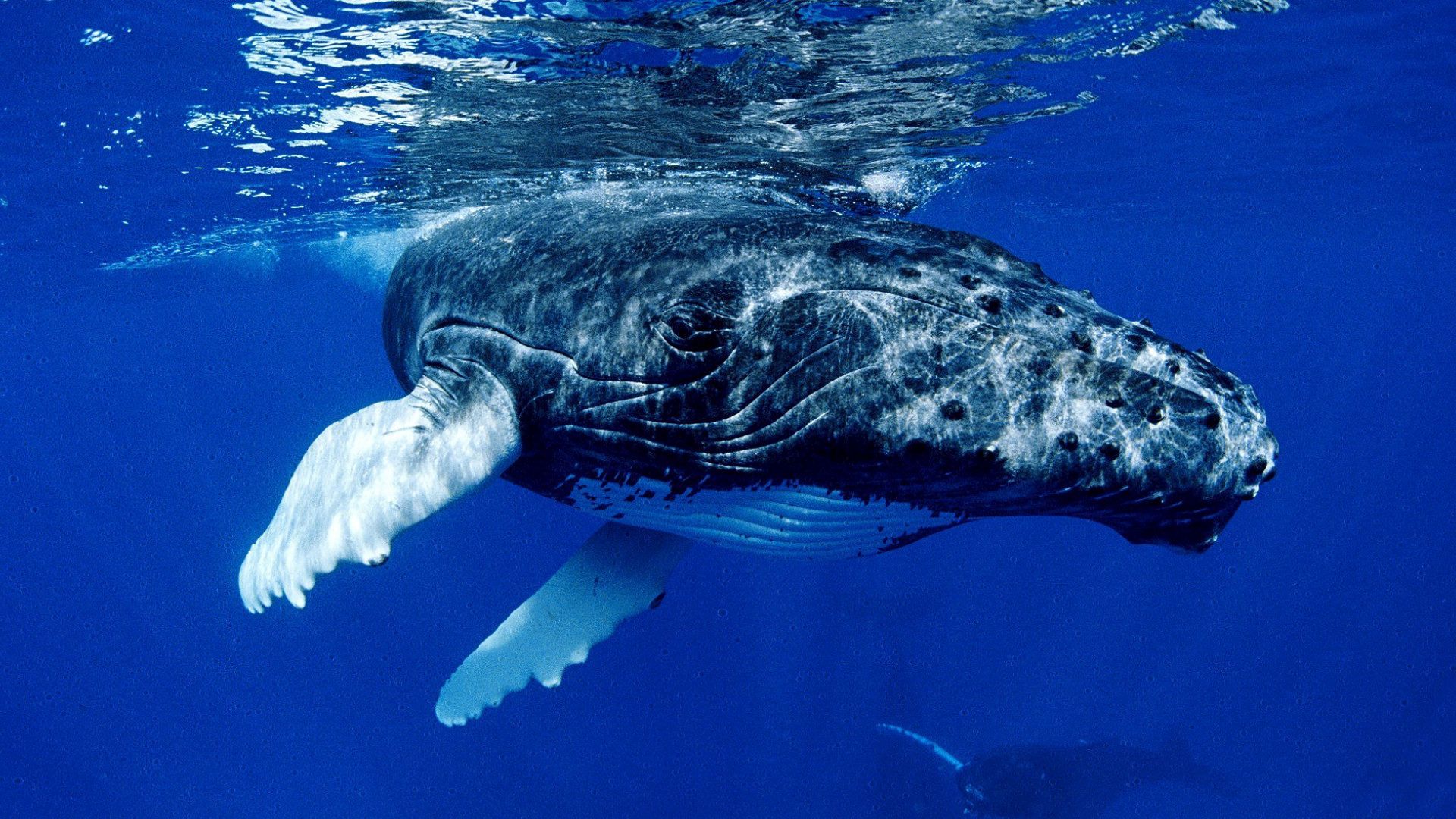 59227壁紙のダウンロード動物, 水, 海洋, 大洋, 表面, 鯨, ひれ, フィン-スクリーンセーバーと写真を無料で