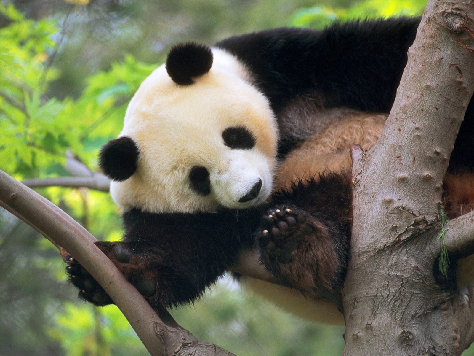 animals, bears, pandas Image for desktop