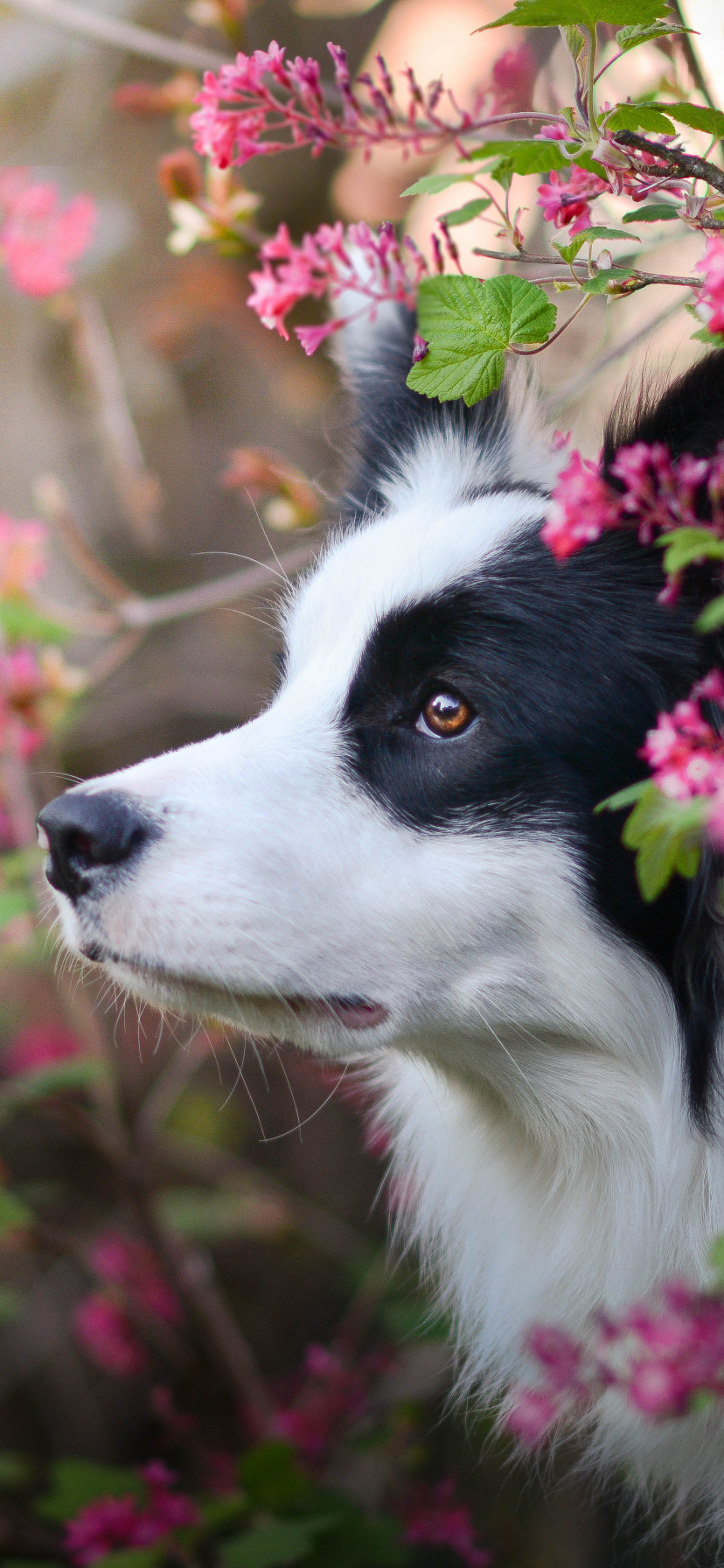 Download mobile wallpaper Dogs, Dog, Animal, Cute, Border Collie for free.