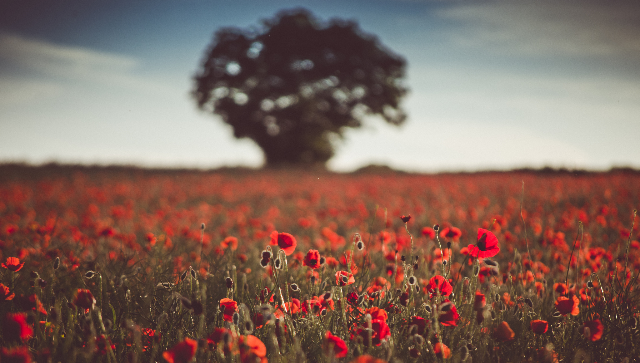 Handy-Wallpaper Natur, Blumen, Mohn, Sommer, Blume, Rote Blume, Erde/natur, Tiefenschärfe kostenlos herunterladen.