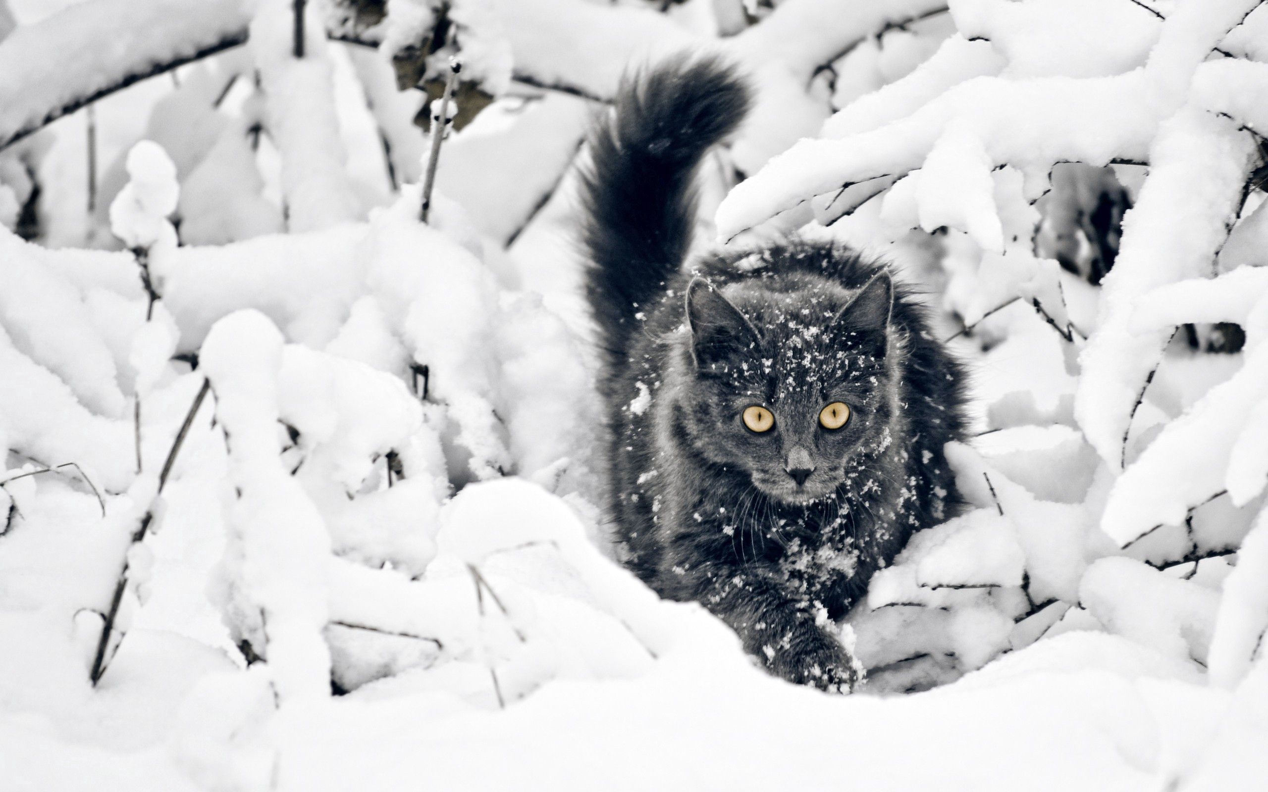 Download mobile wallpaper Fluffy, Hunt, Cat, Hunting, Branches, Animals, Snow for free.