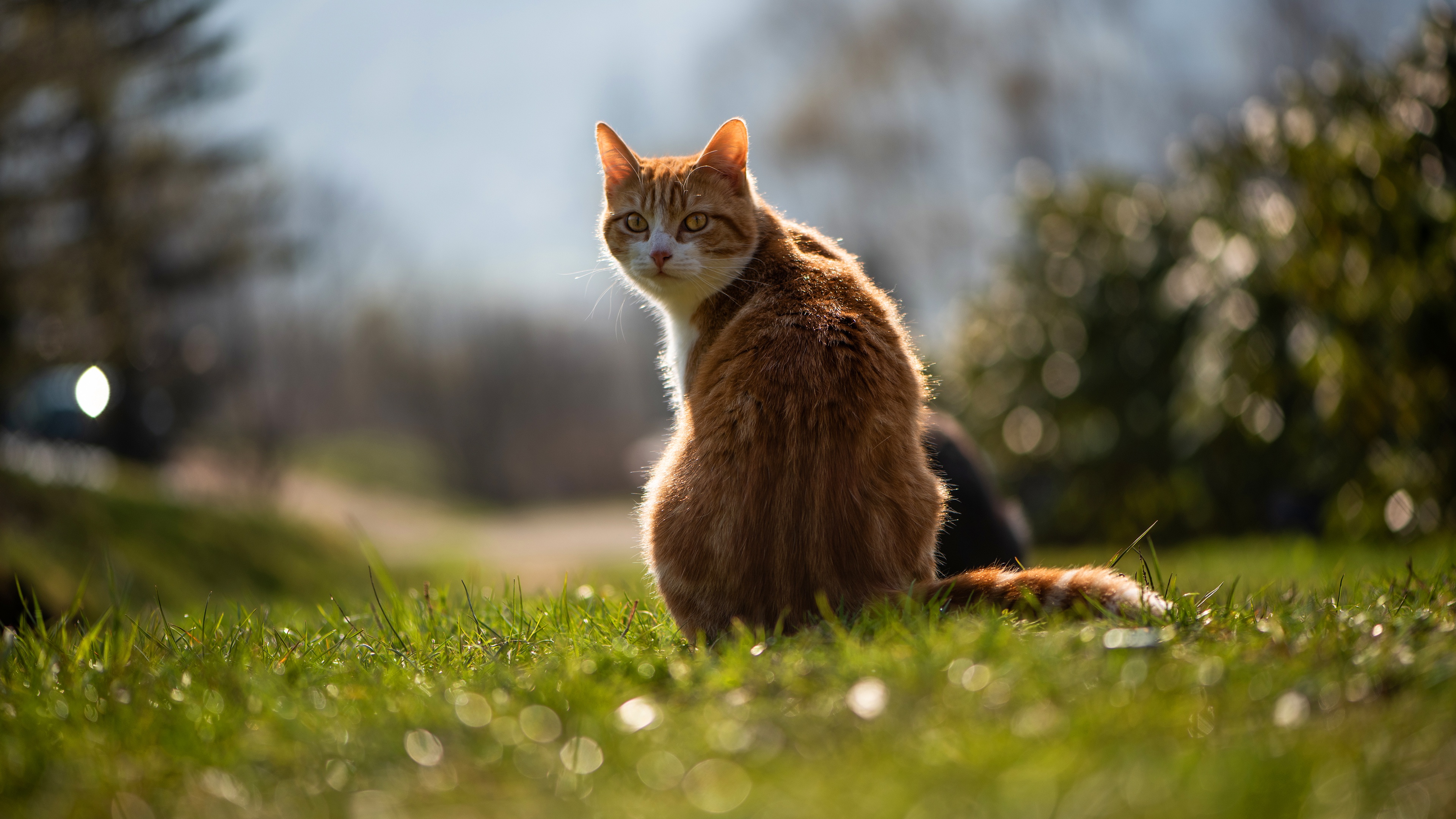 Download mobile wallpaper Cats, Cat, Animal, Depth Of Field for free.