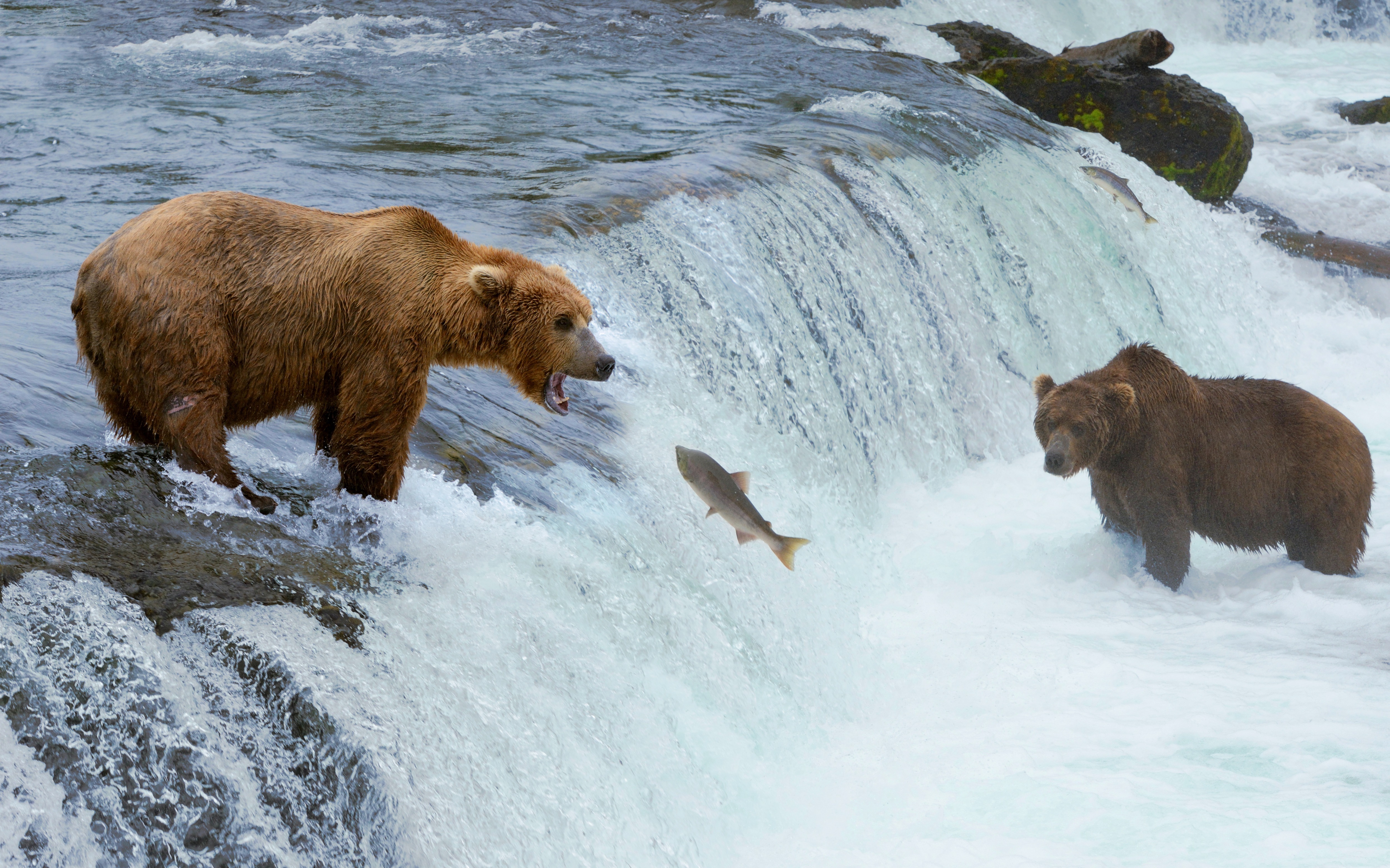 animal, bear, brown bear, fish, river, waterfall, bears