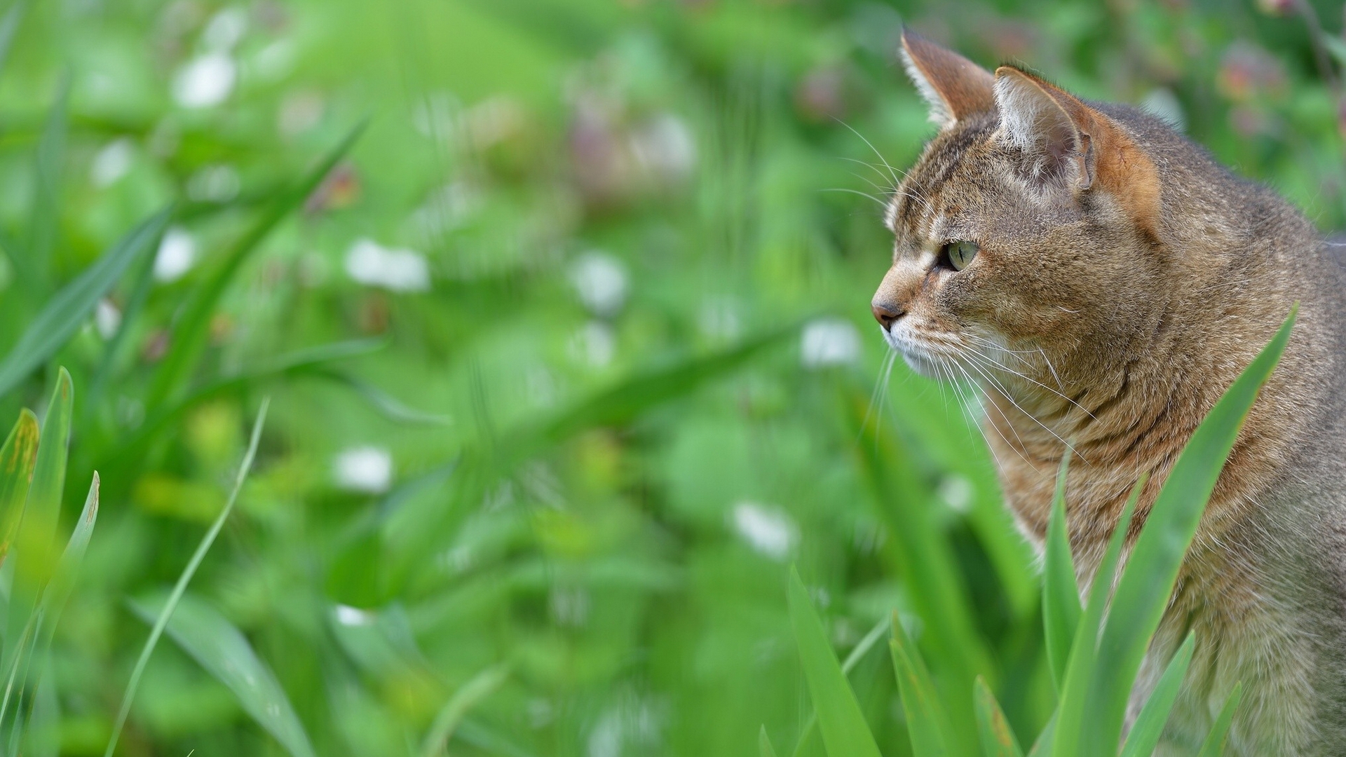 Descarga gratis la imagen Gato, Gatos, Animales en el escritorio de tu PC