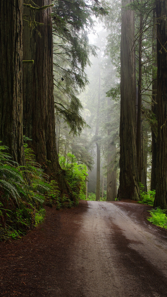 Download mobile wallpaper Fern, Road, Forest, Man Made, Dirt Road, Redwood for free.