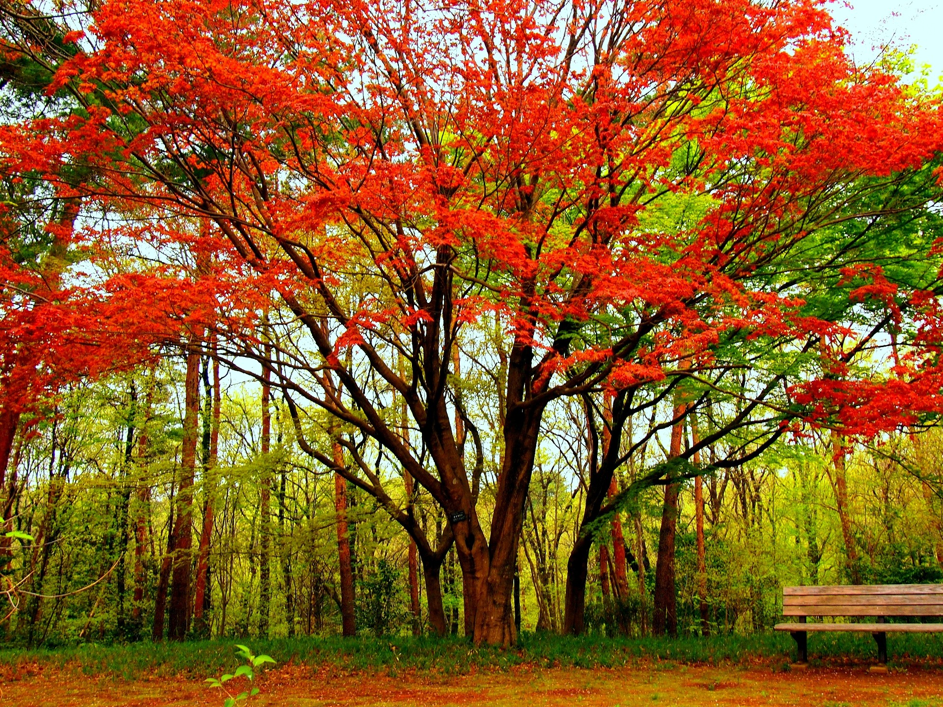 PCデスクトップに木, 秋, 公園, ベンチ, 写真撮影, オレンジ色）画像を無料でダウンロード