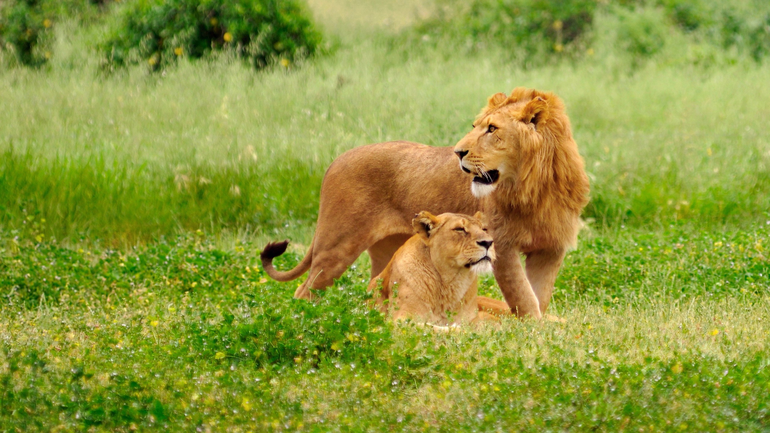 Téléchargez des papiers peints mobile Animaux, Chats, Lion gratuitement.