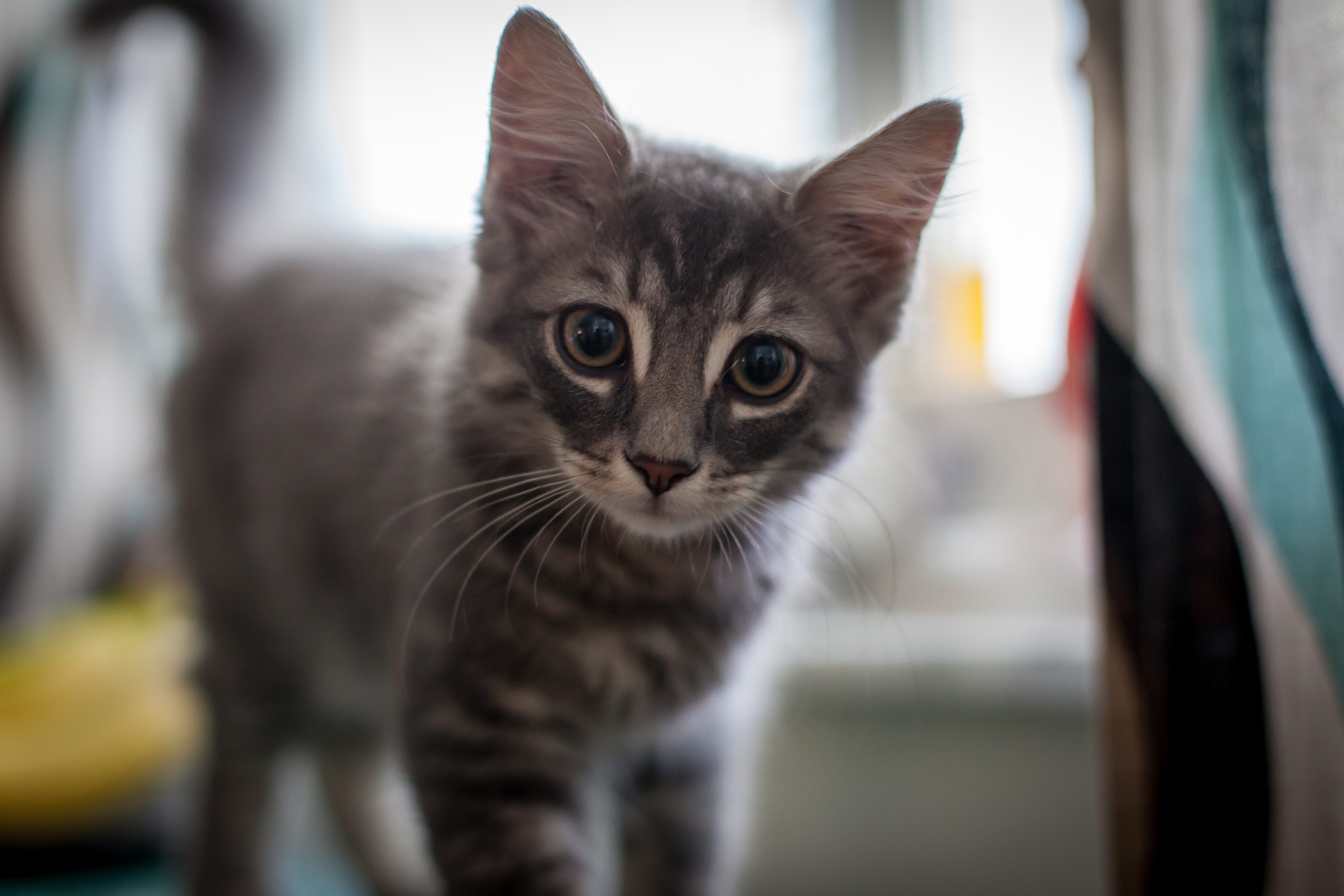 Téléchargez gratuitement l'image Animaux, Chats, Chat, Chaton sur le bureau de votre PC