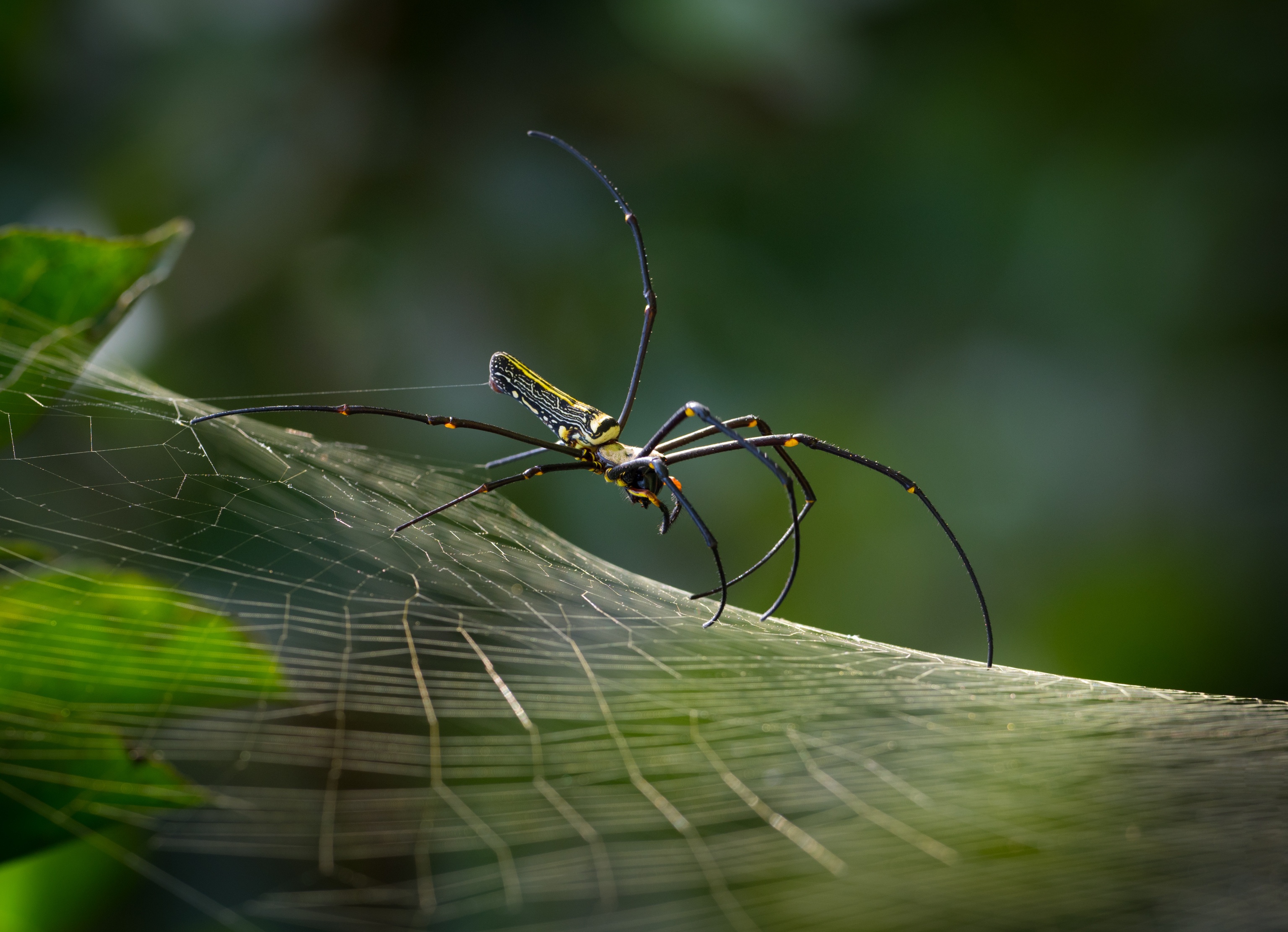 Download mobile wallpaper Spiders, Macro, Animal, Spider, Arachnid, Spider Web for free.