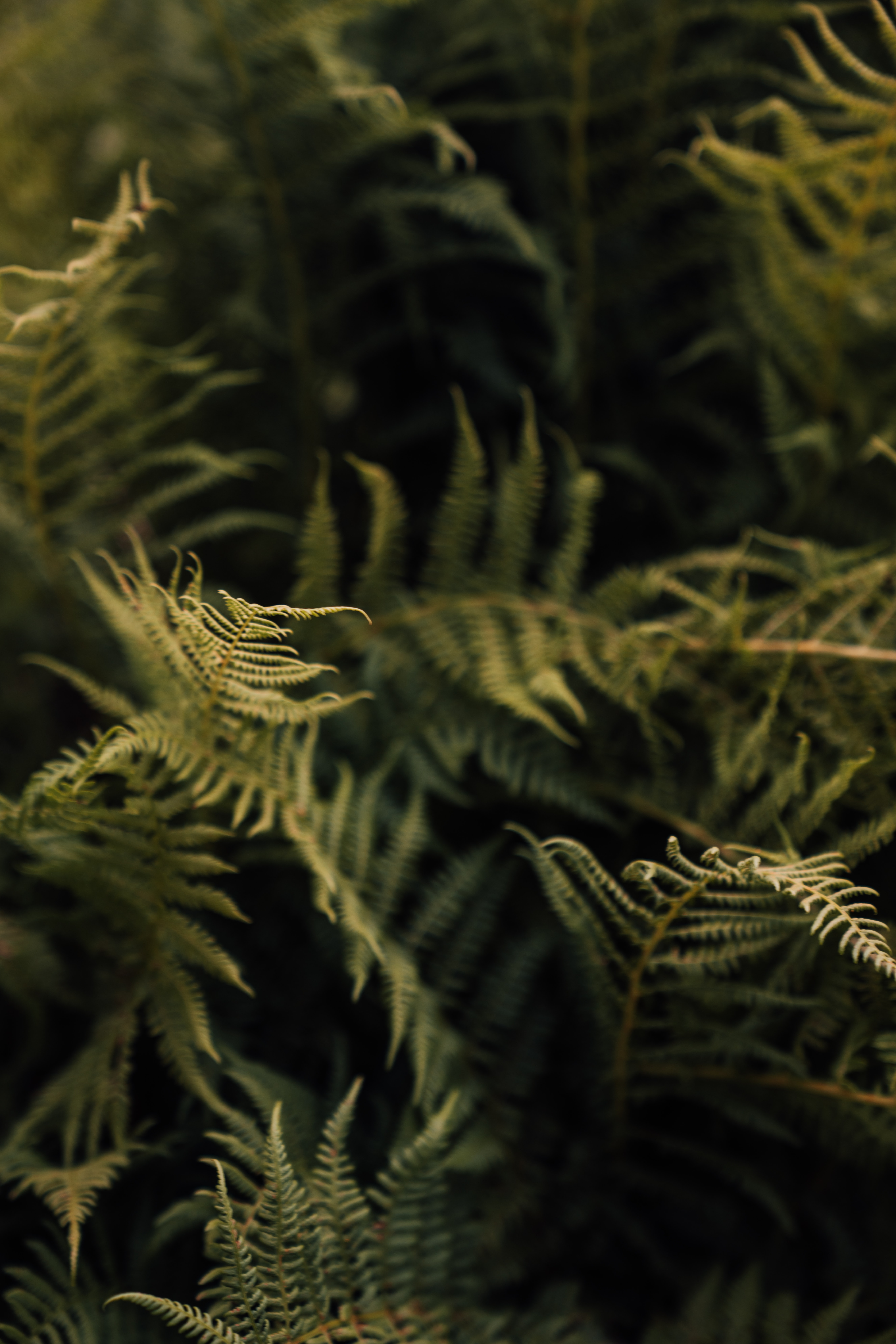 Download mobile wallpaper Fern, Macro, Leaves, Nature for free.