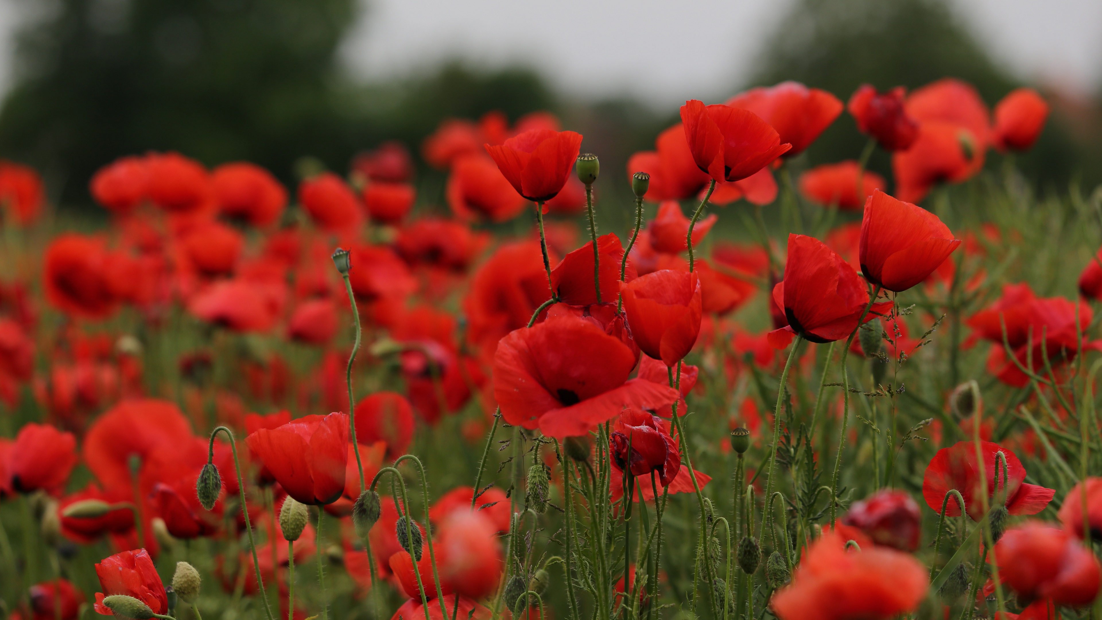 Handy-Wallpaper Blumen, Mohn, Erde/natur kostenlos herunterladen.