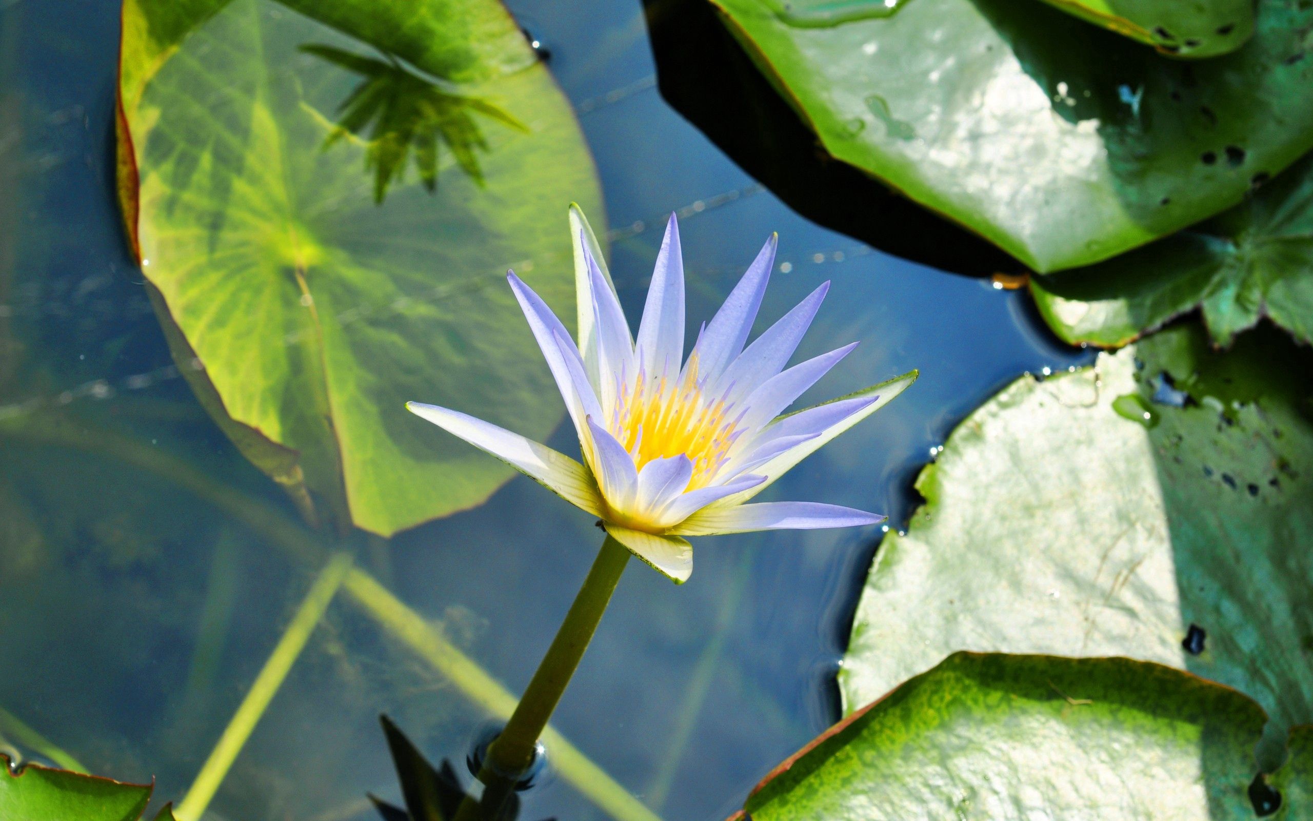 drops, water lily, flowers, water, leaves, swamp, greens Full HD