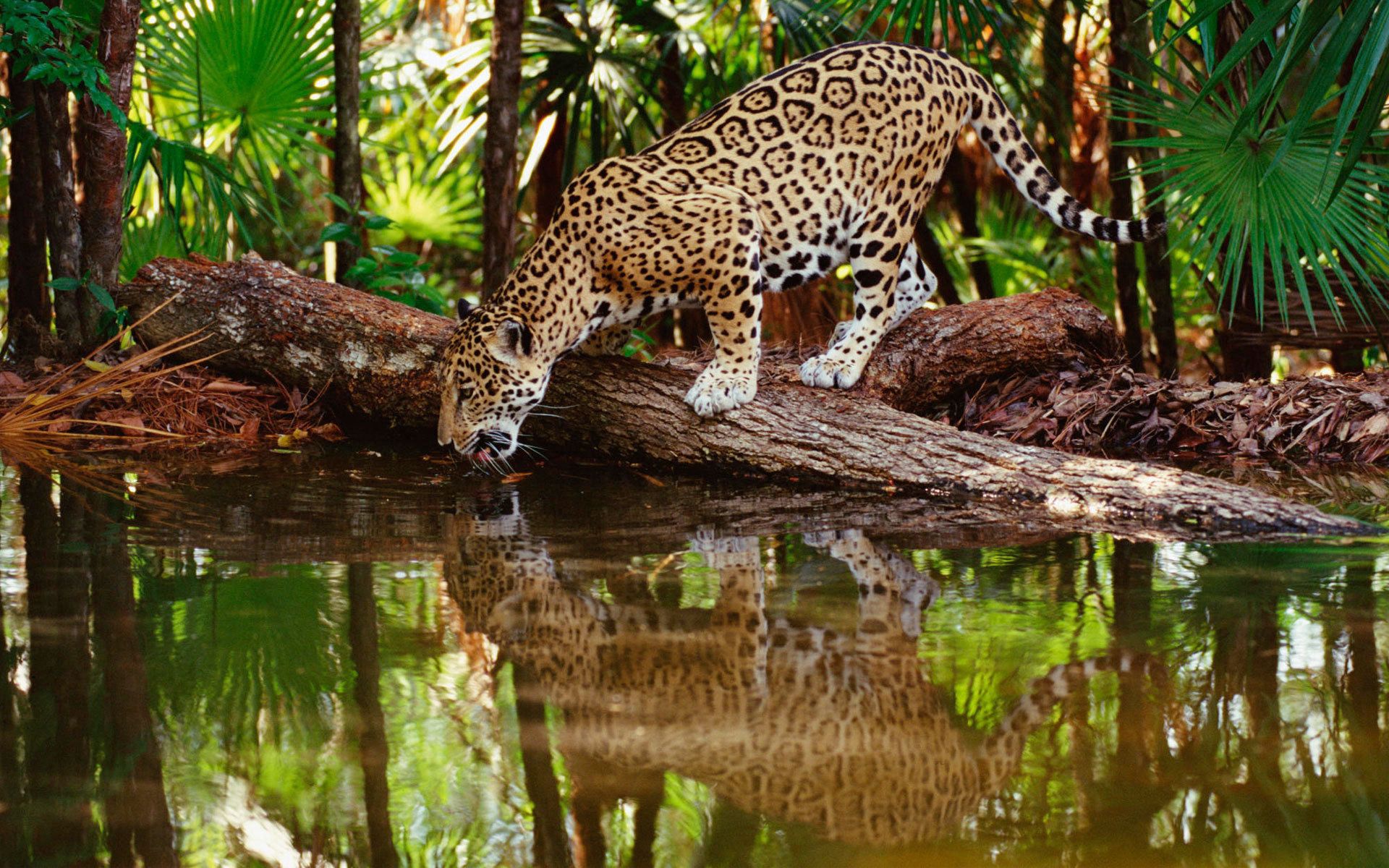 153866 скачать обои ягуар, большая кошка, отражение, животные, вода, деревья, лес, хищник, пить, жажда - заставки и картинки бесплатно