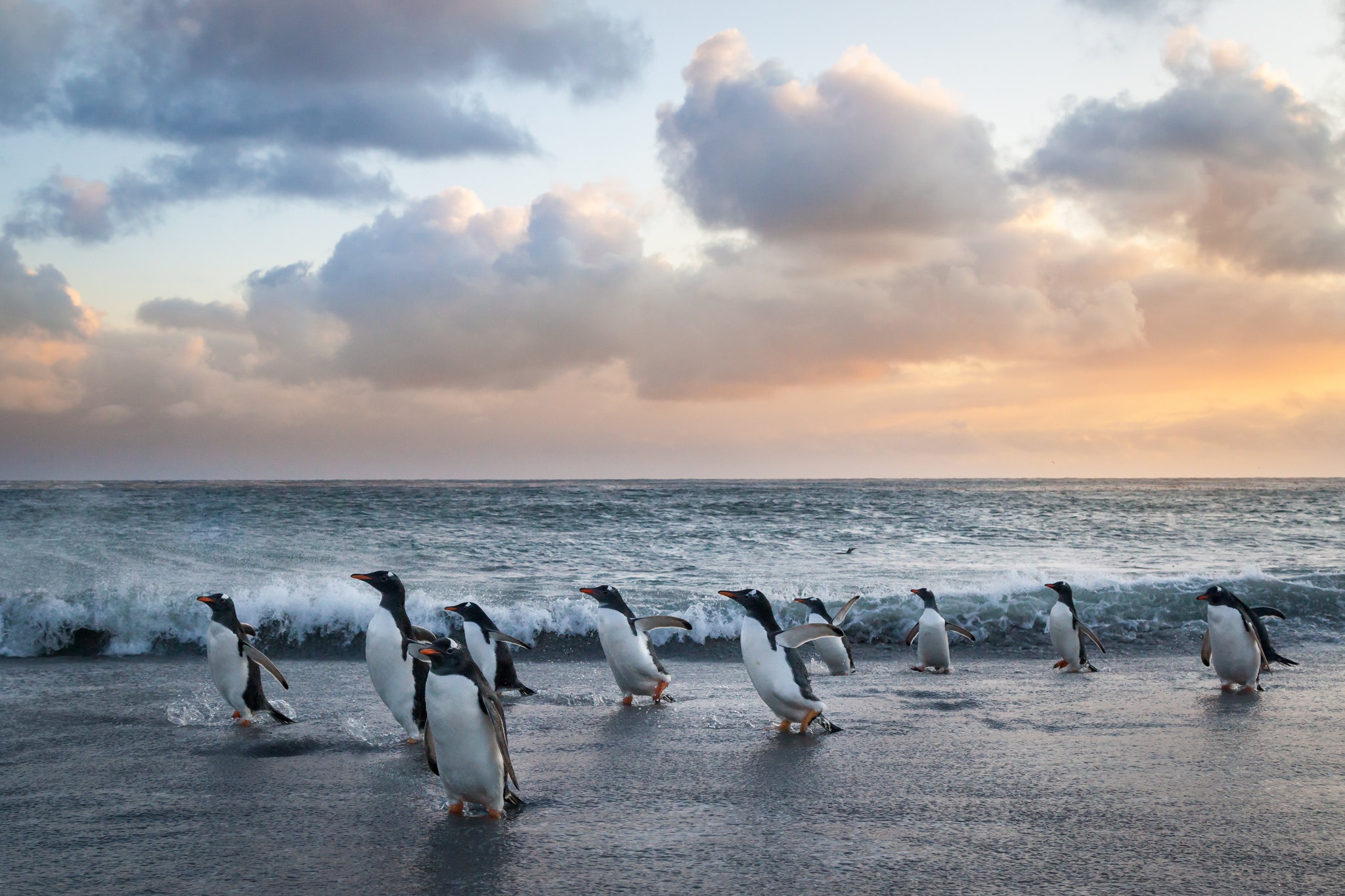 Handy-Wallpaper Tiere, Vögel, Pinguin kostenlos herunterladen.