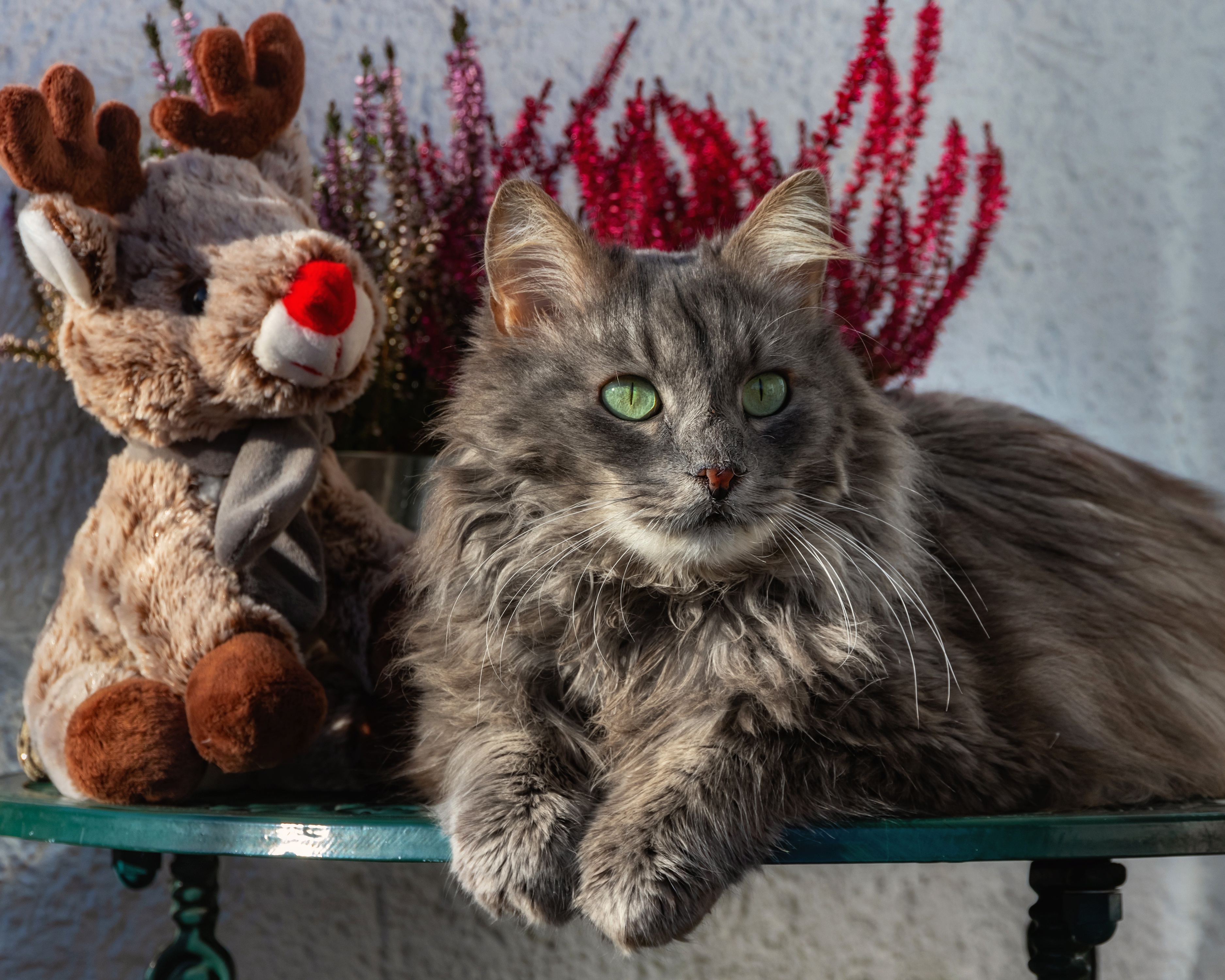 Handy-Wallpaper Tiere, Katzen, Katze kostenlos herunterladen.