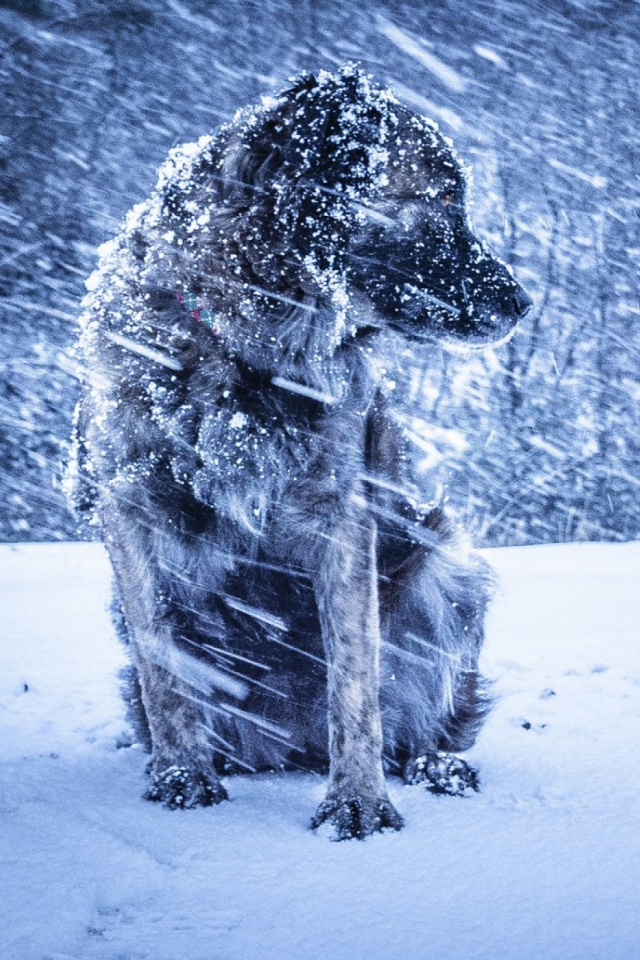 Скачати мобільні шпалери Зима, Собаки, Сніг, Пес, Тварина безкоштовно.