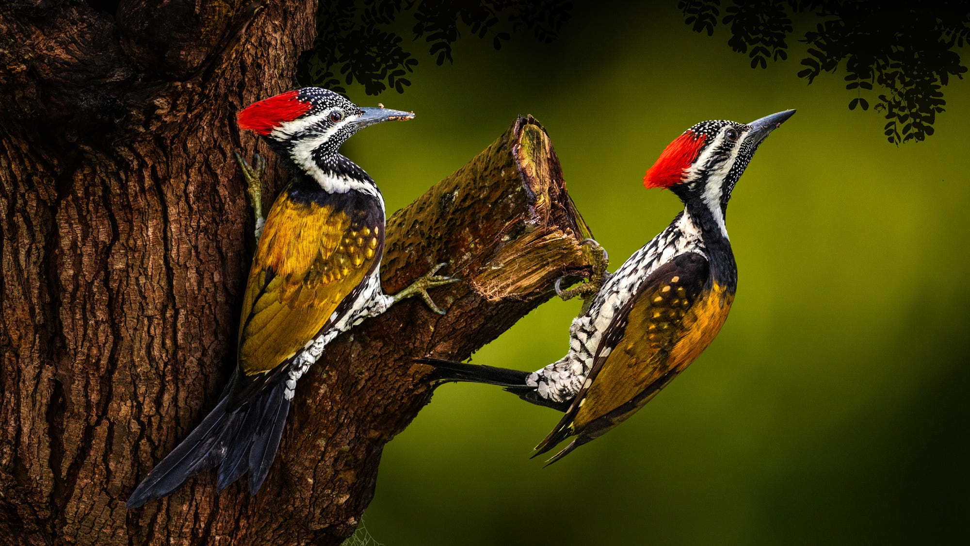 Free download wallpaper Birds, Animal, Woodpecker on your PC desktop
