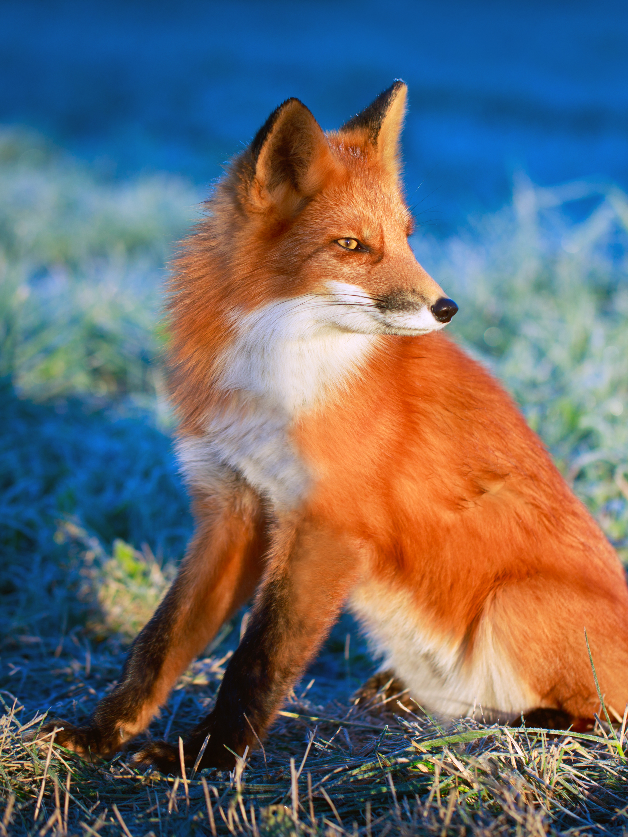 Download mobile wallpaper Fox, Animal for free.