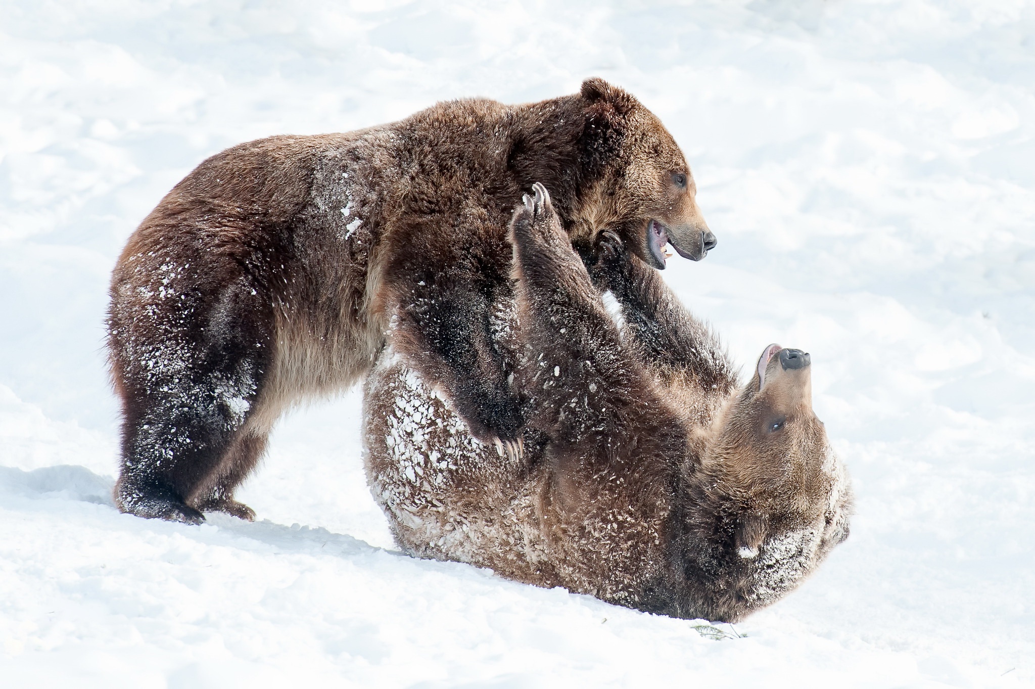 animal, bear, playing, snow, bears