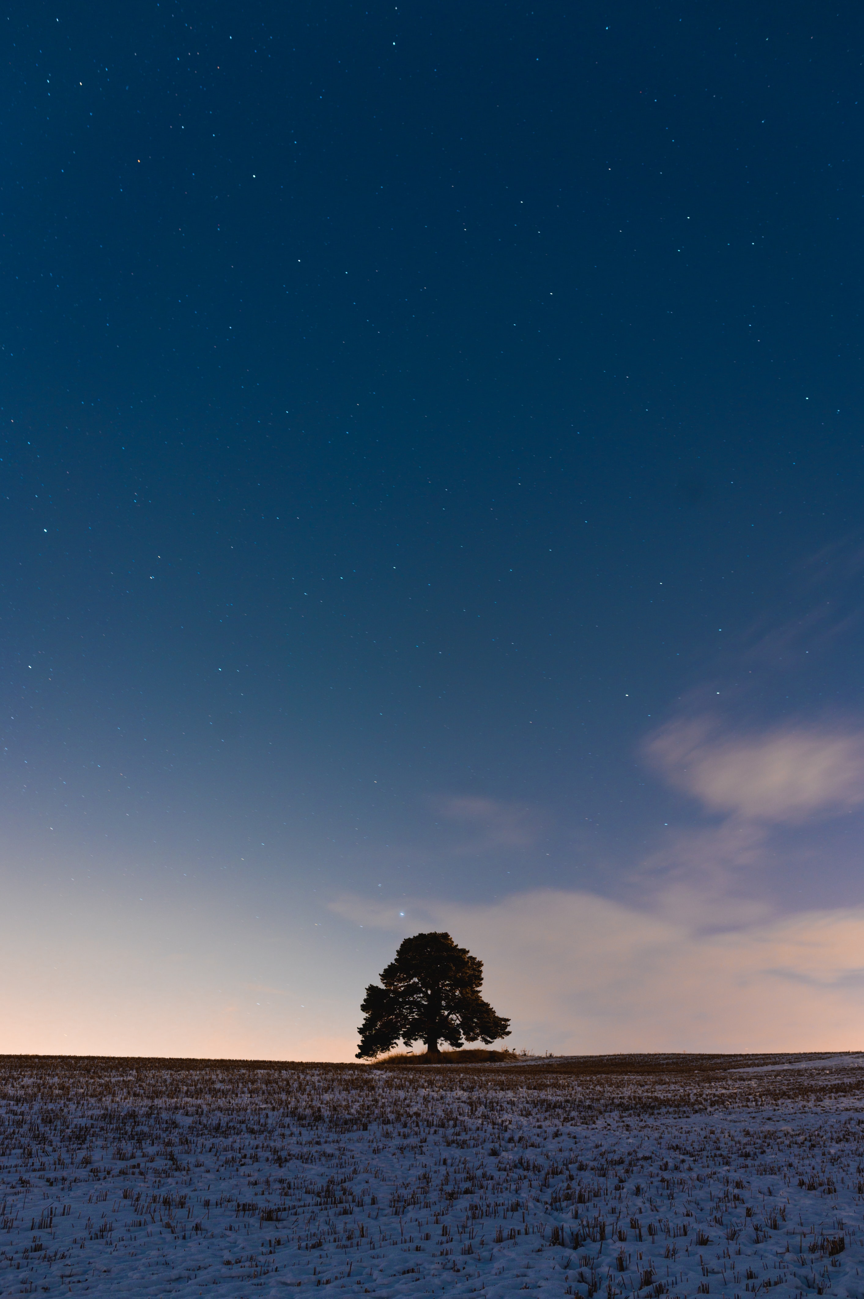 Download mobile wallpaper Snow, Dusk, Twilight, Field, Wood, Tree, Nature for free.