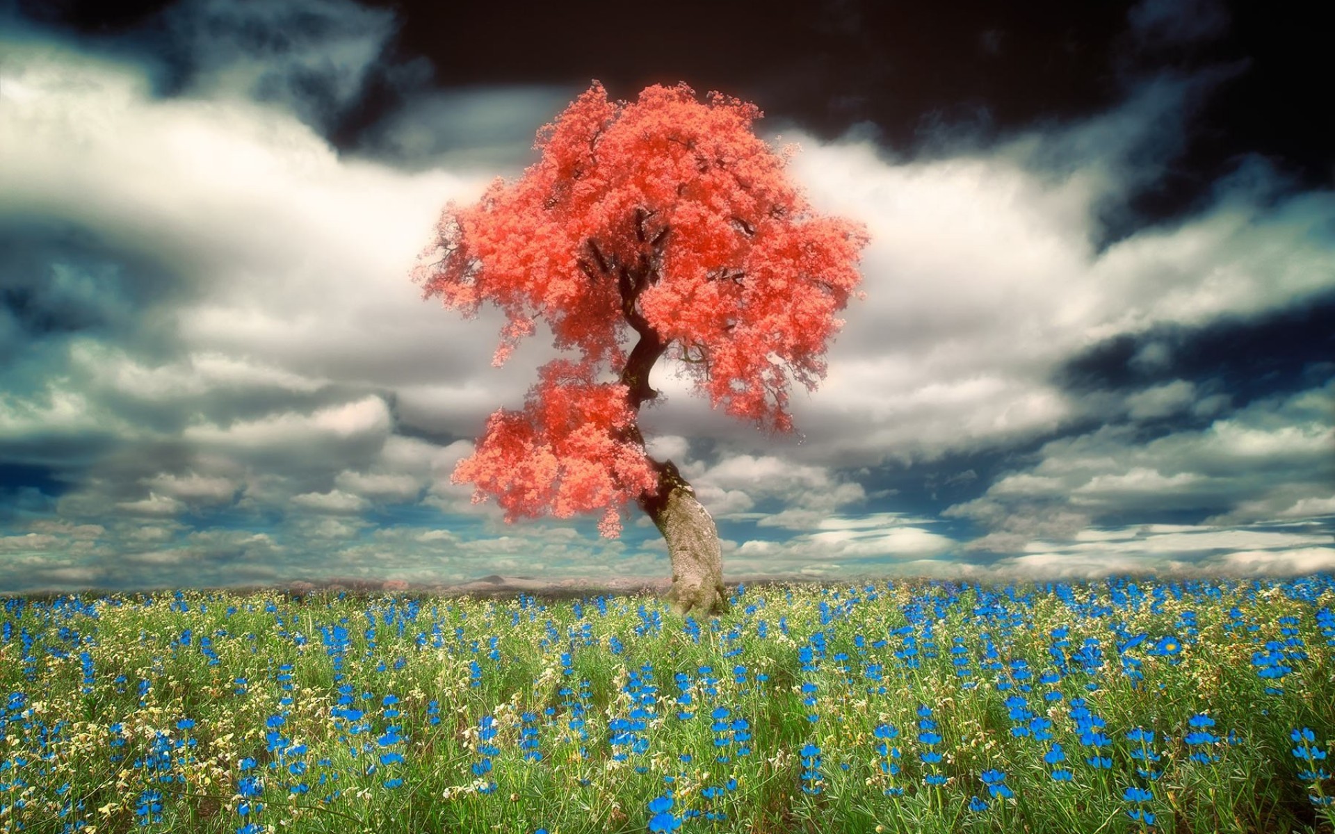 Download mobile wallpaper Grass, Flower, Tree, Earth, Field, Spring, Cloud, Blossom, Lonely Tree, Blue Flower for free.