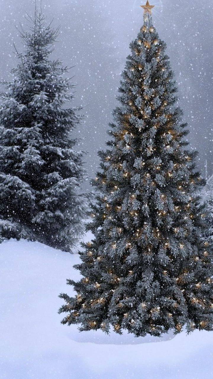 Скачати мобільні шпалери Зима, Різдво, Дерево, Свято безкоштовно.