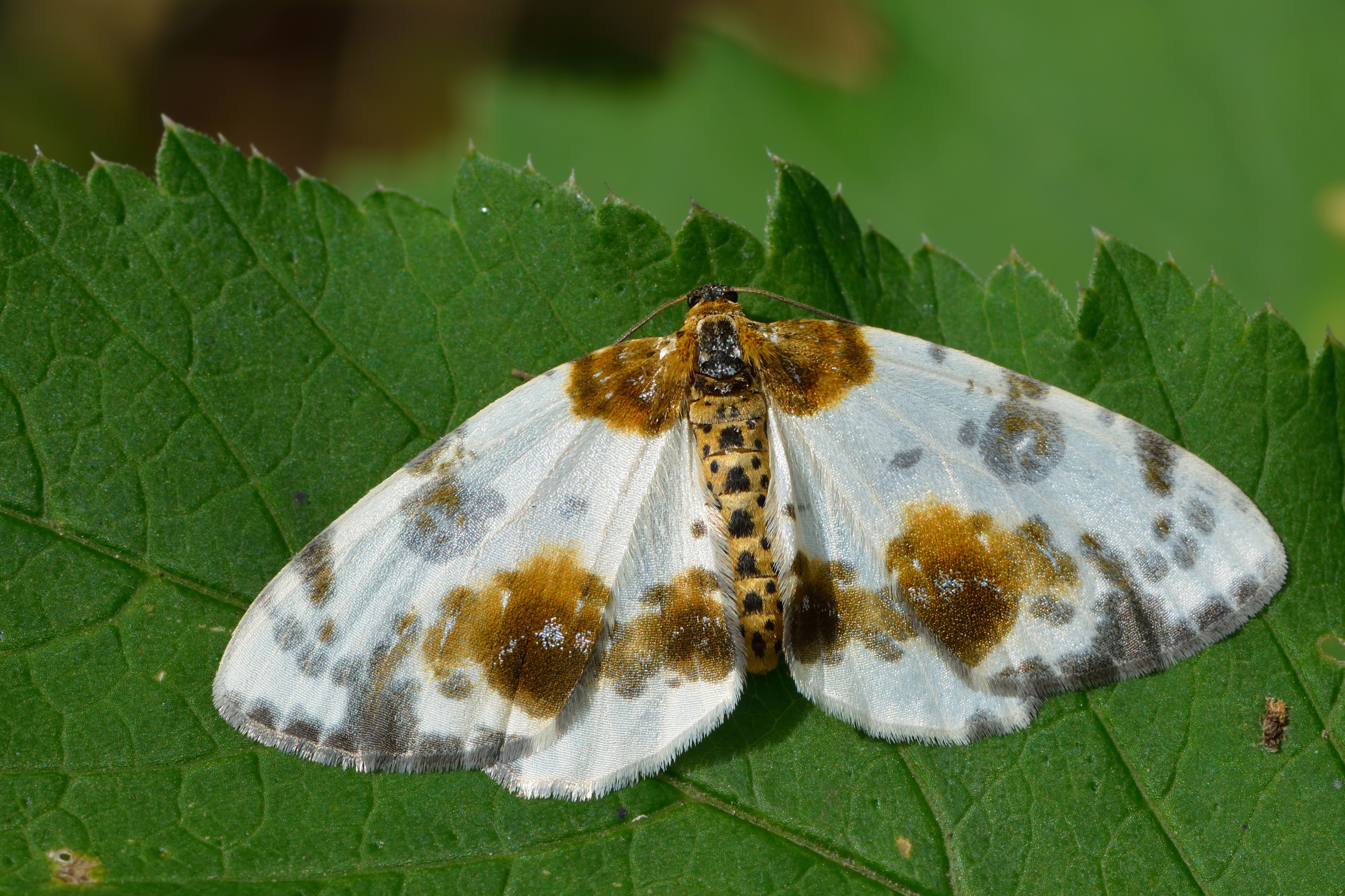 Download mobile wallpaper Animal, Moth, Clouded Magpie for free.