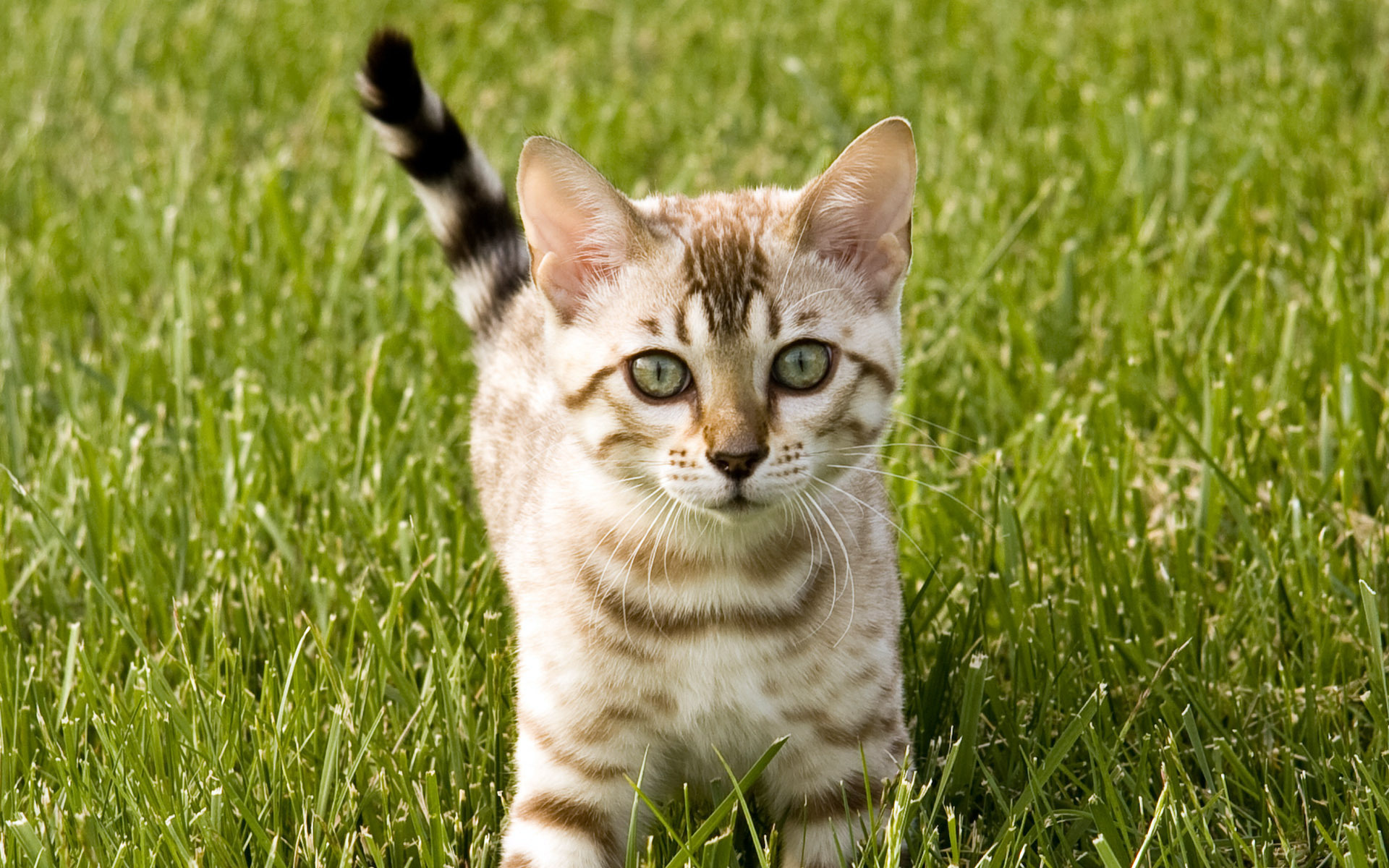 Handy-Wallpaper Tiere, Katzen, Katze kostenlos herunterladen.