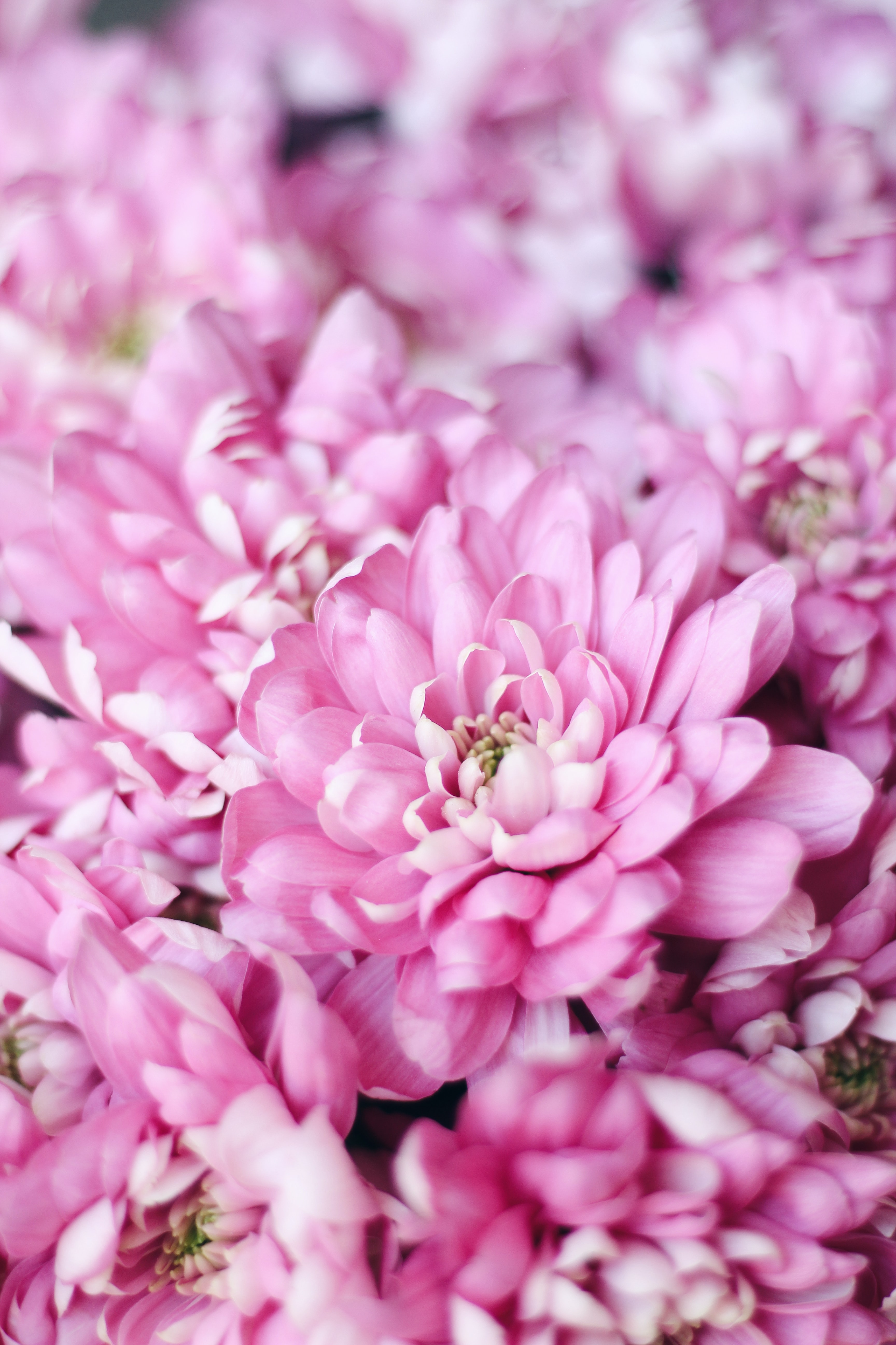 Скачать обои бесплатно Лепестки, Растение, Цветы, Розовый, Макро картинка на рабочий стол ПК