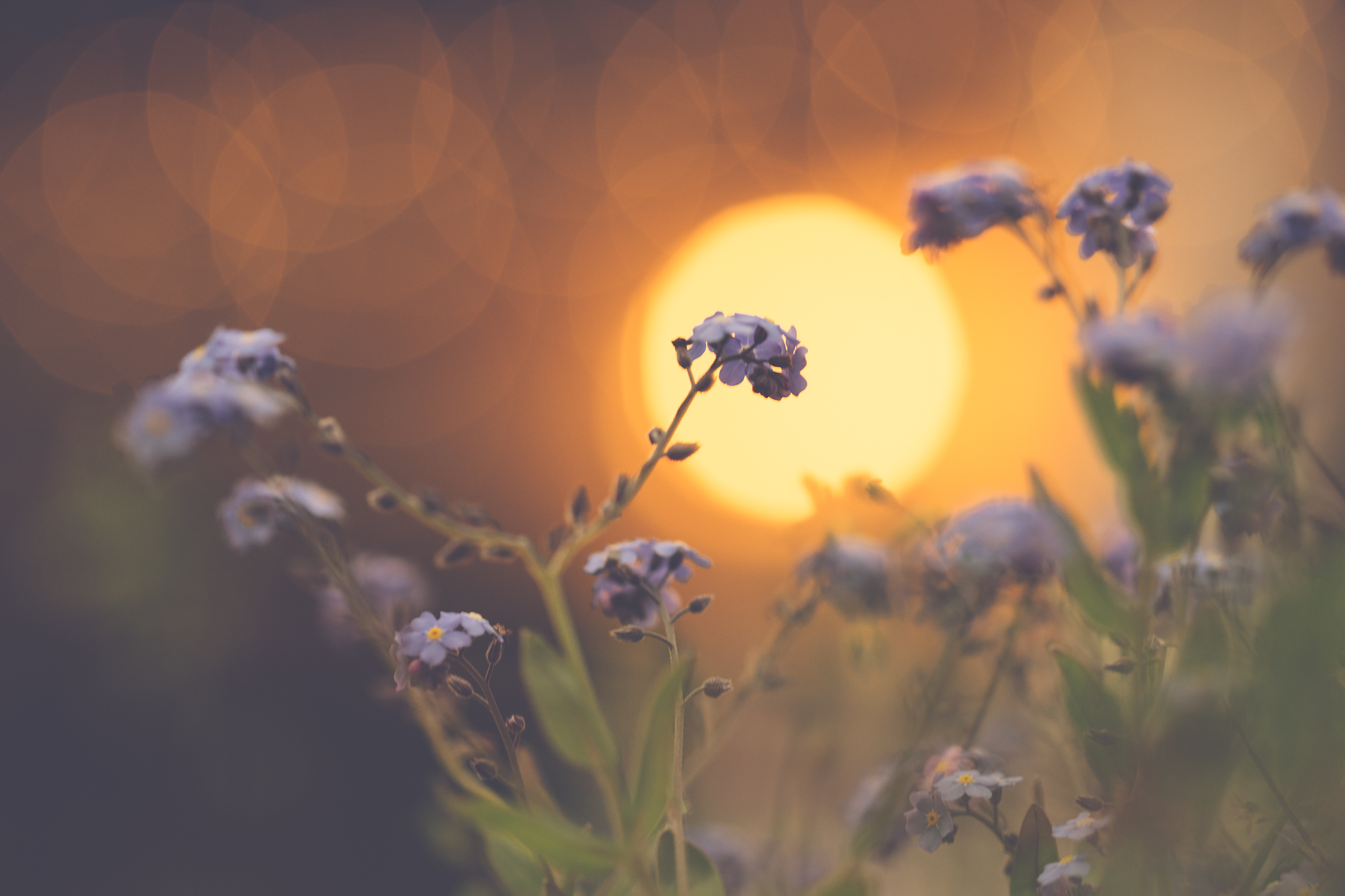 Download mobile wallpaper Sunset, Earth, Bokeh, Forget Me Not for free.