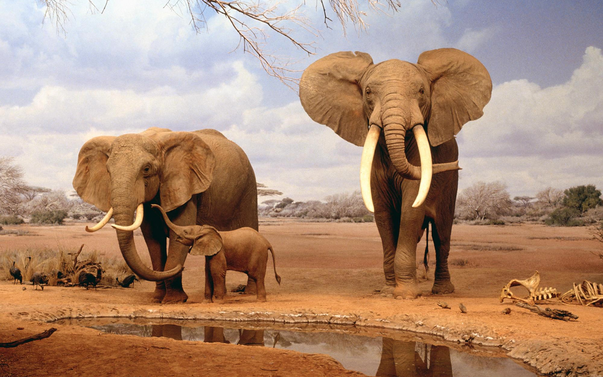 1437667 descargar fondo de pantalla animales, elefante africano de sabana: protectores de pantalla e imágenes gratis