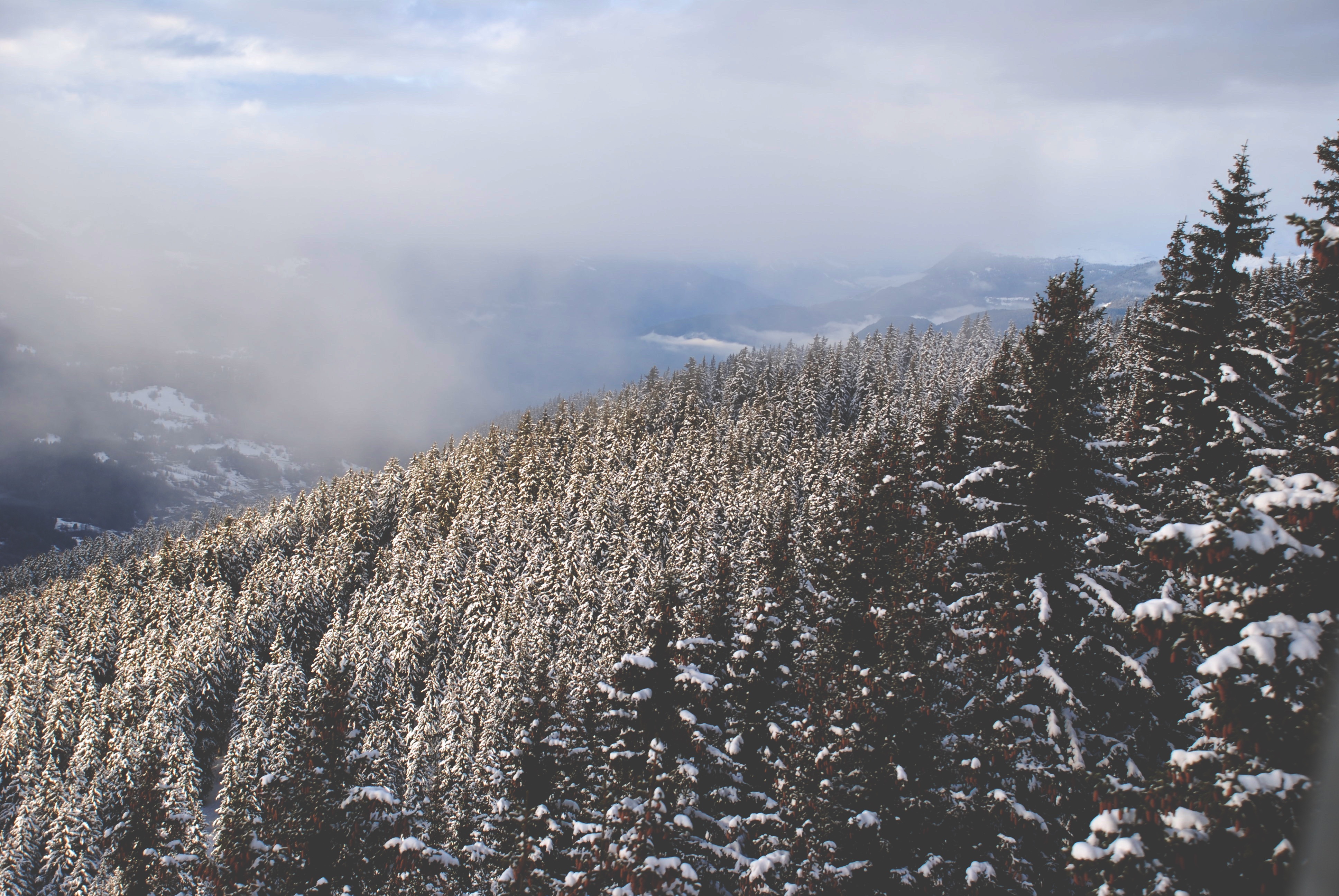 nature, trees, snow, vertex, top Free Background