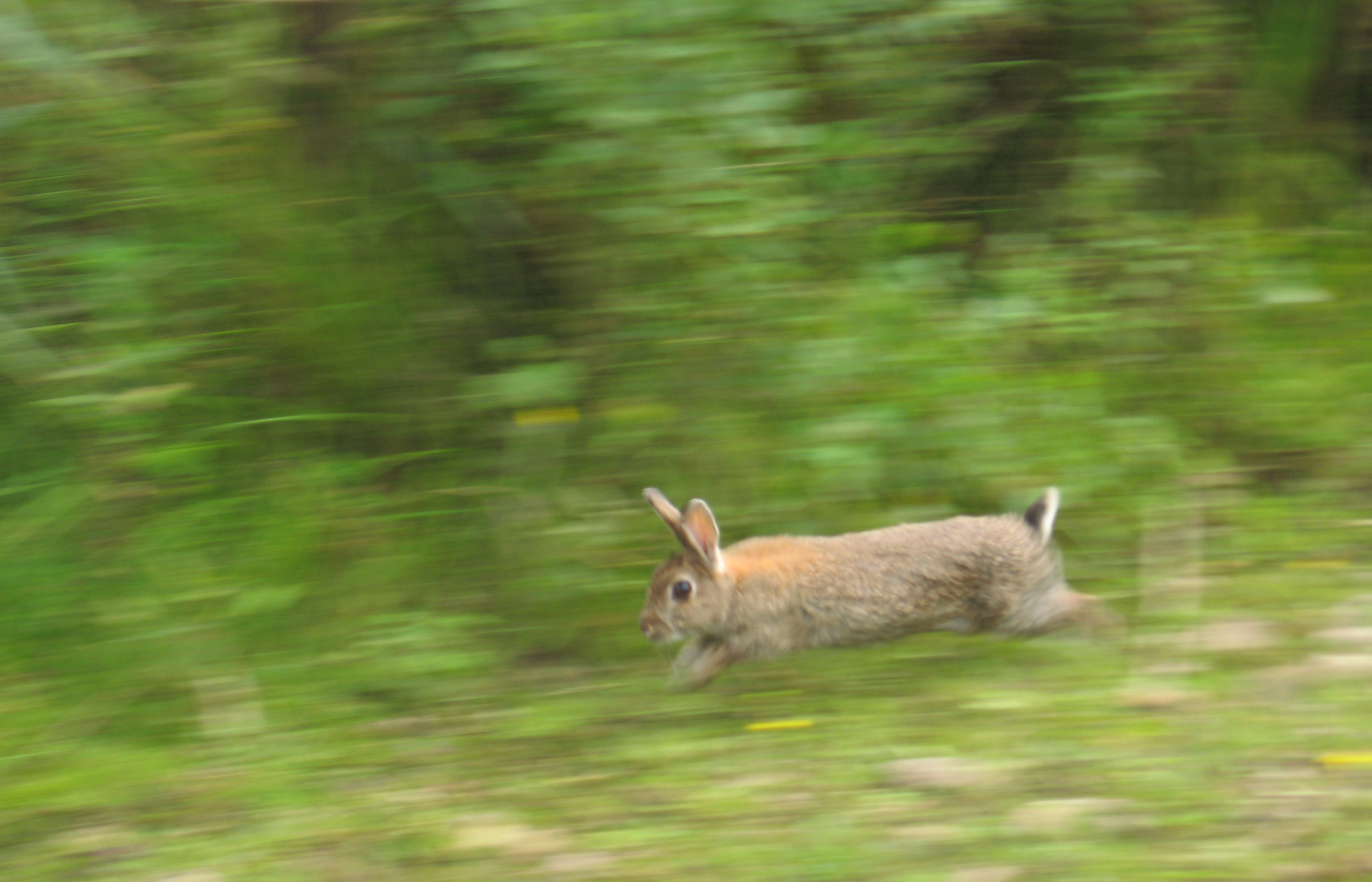 Download mobile wallpaper Rabbit, Animal for free.