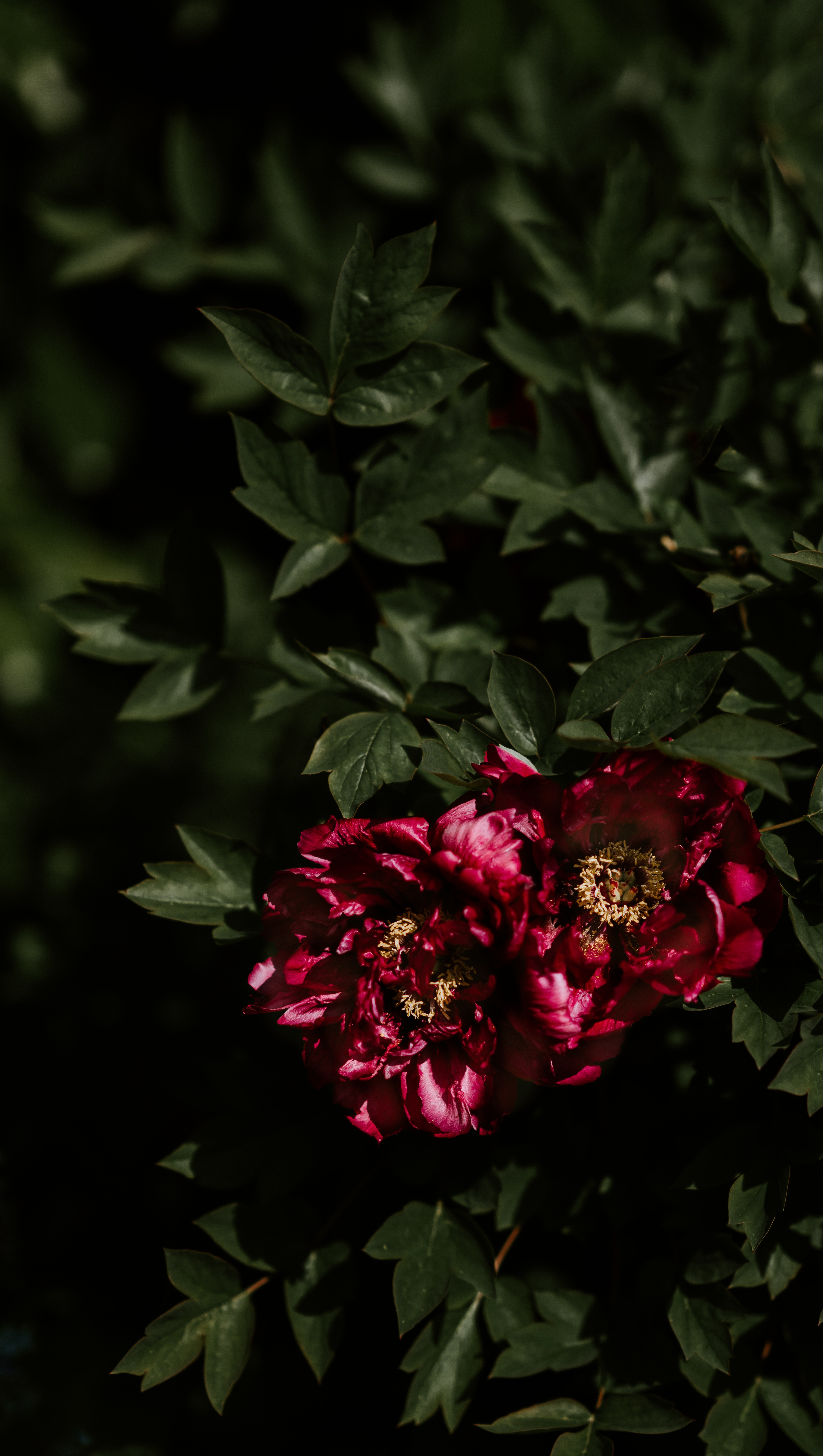 146710 descargar imagen flores, hojas, peonías, arbusto, oscuridad, cogollos, brotes, sombras: fondos de pantalla y protectores de pantalla gratis