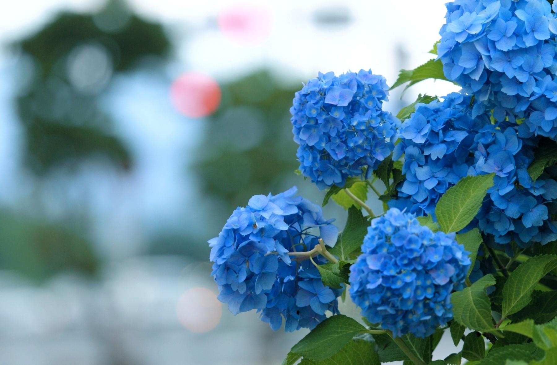 hydrangea, smooth, green, flowers, blue, blur, bloom, flowering Full HD