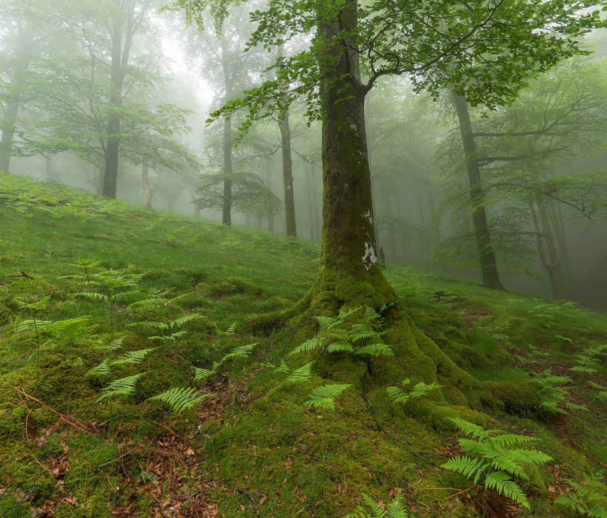 Baixe gratuitamente a imagem Natureza, Samambaia, Floresta, Árvore, Musgo, Terra/natureza, Neblina na área de trabalho do seu PC